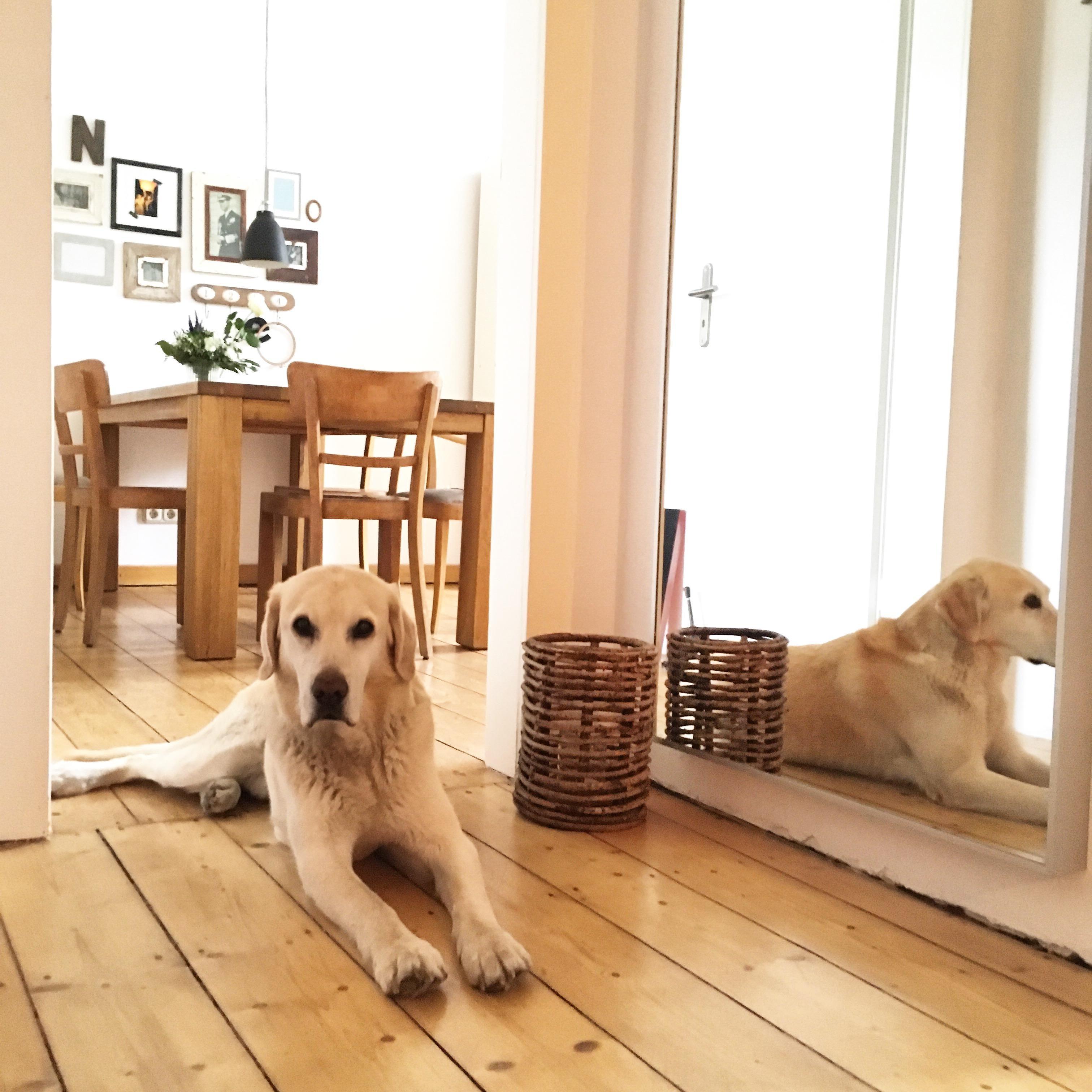Der Hund bewacht die Tür zum Wohnzimmer.
