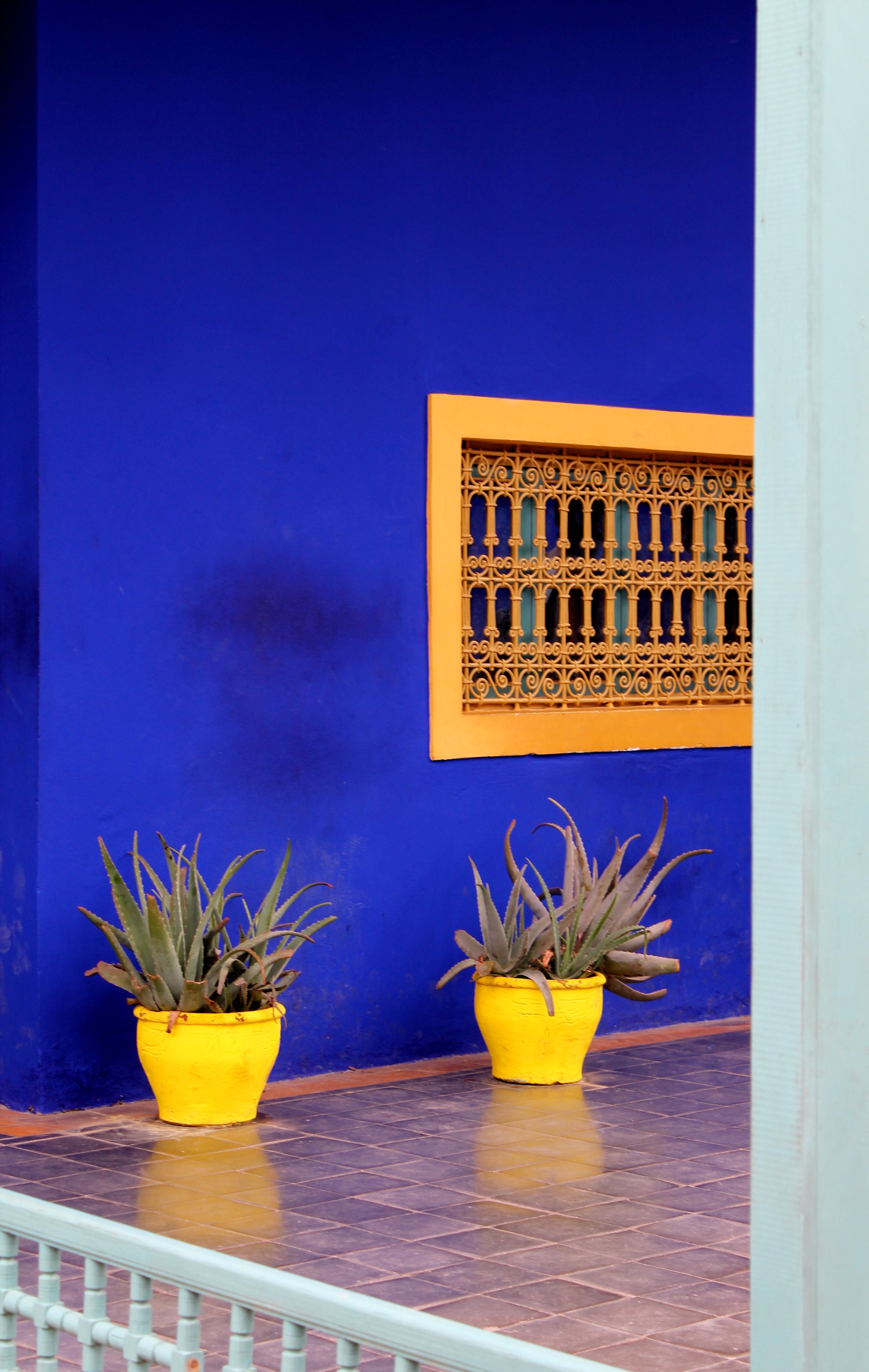 Der Jardin Majorelle in Marrakesch #morocco #contrast #blue #yellow