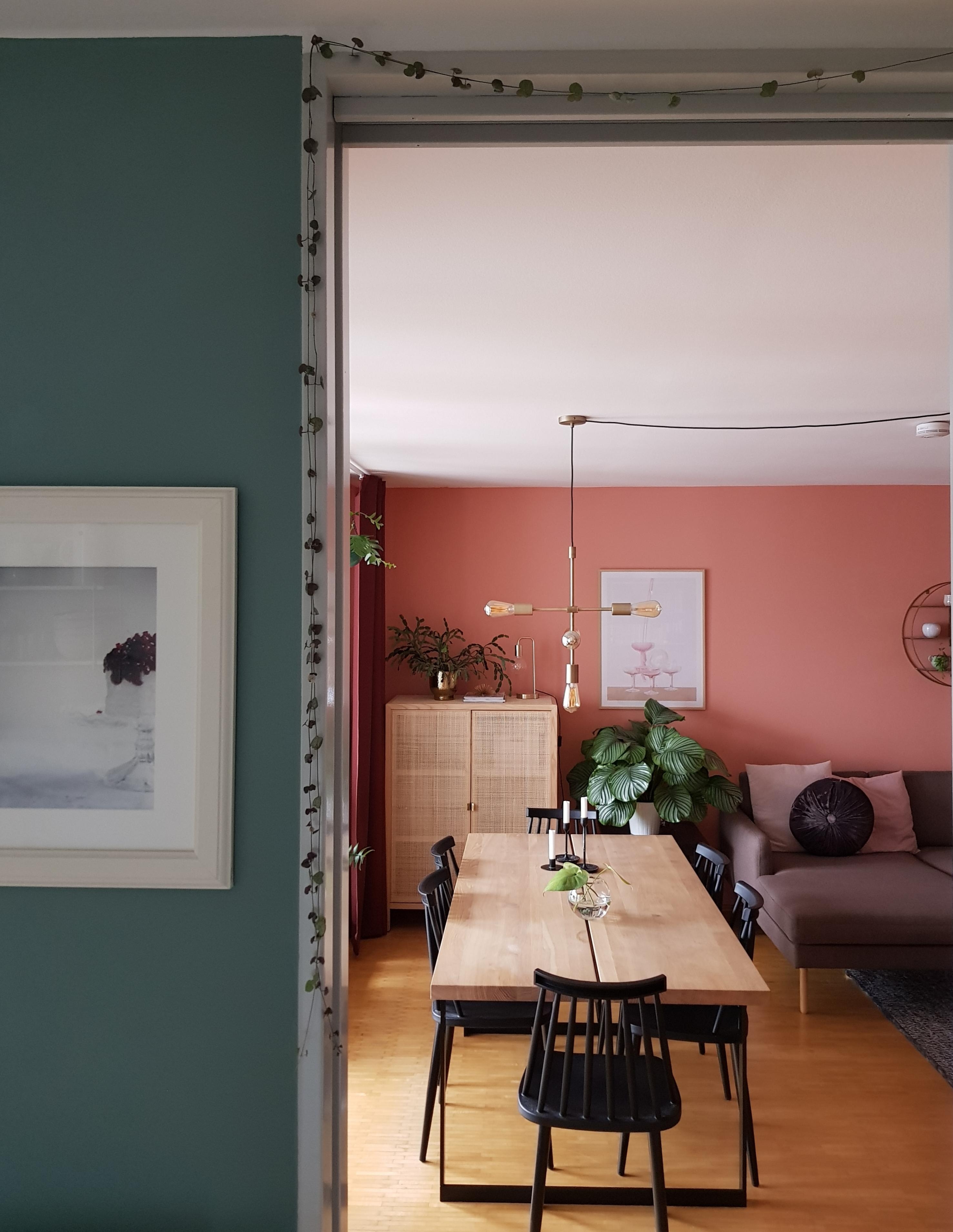 Der Kiwi-Knöterich wurde einfach zu lang, jetzt darf er um die Tür herum wachsen. 😊 #wohnzimmer #pflanzen #wandfarbe