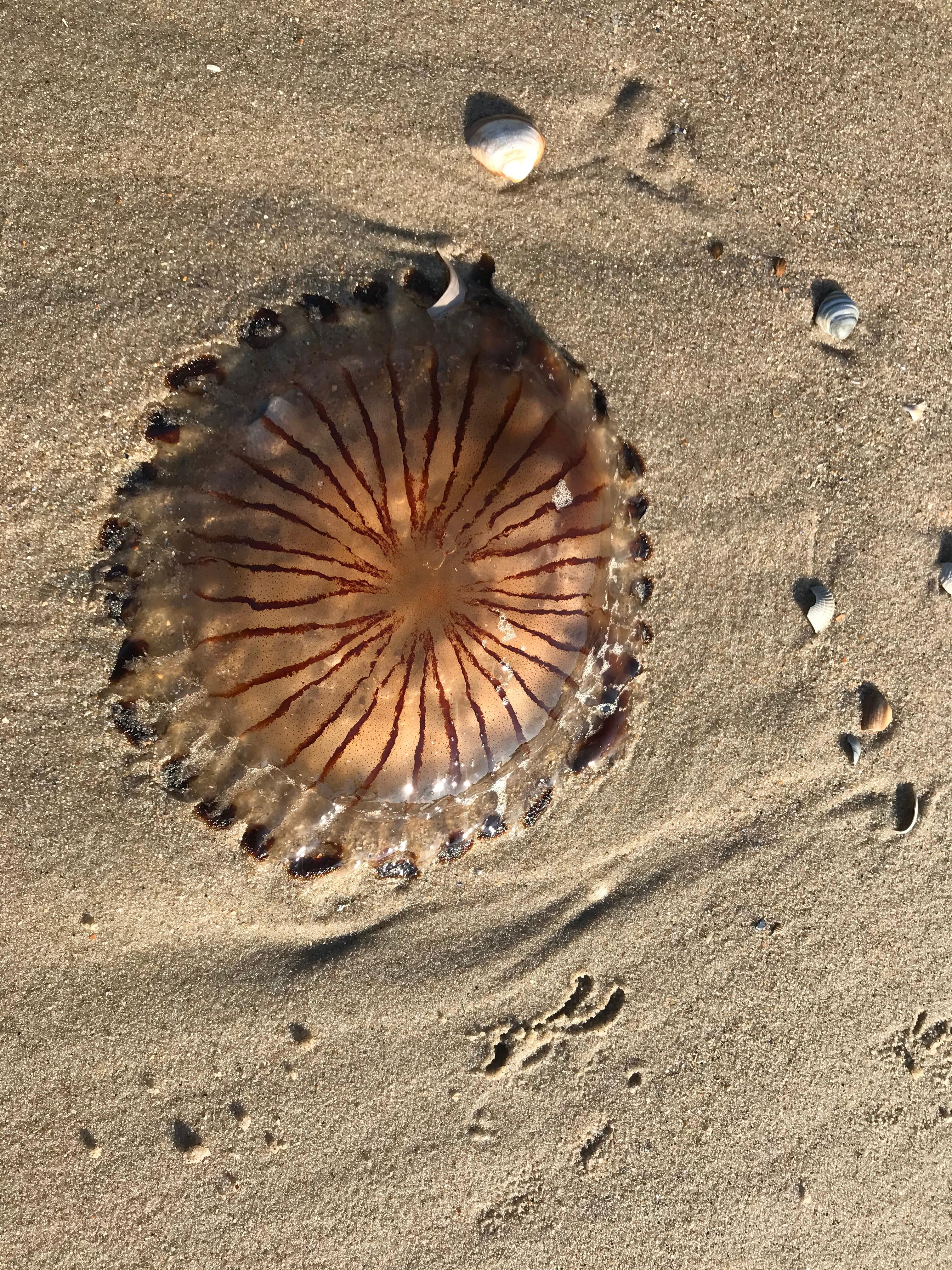 Der letzte Hollandurlaub am Meer ist eigentlich immer zu lange her, oder? 😉