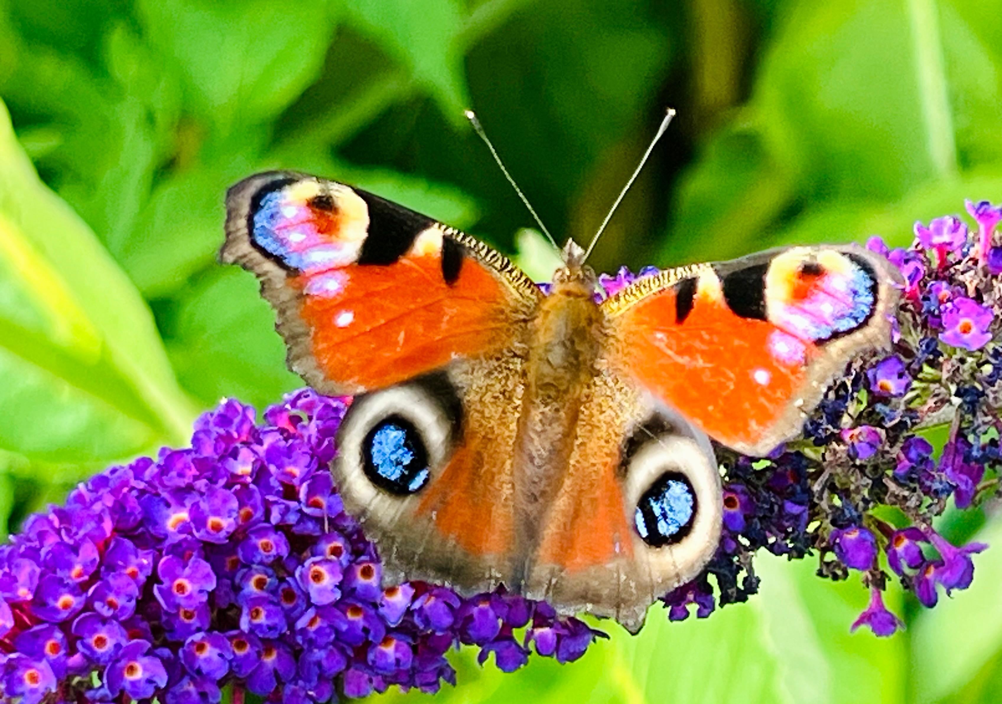 Der Schmetterlingsflieder trägt seinen Namen zu recht. 🦋♥️🦋♥️ 🦋 
