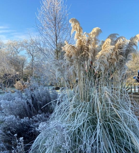 Der Winter ist angekommen ❄️
#pampasgras #garten #frost #gräser