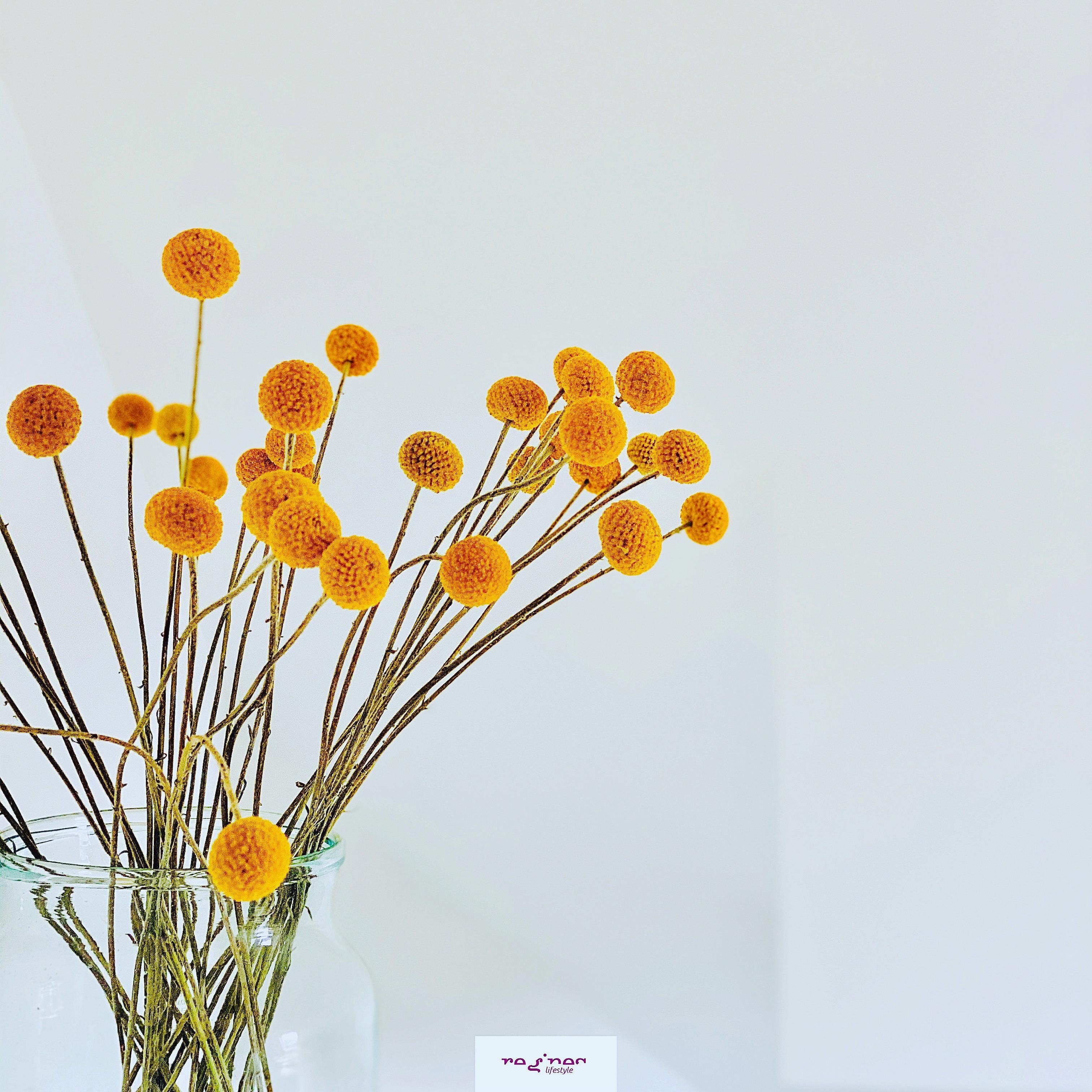 Derzeit im Trommelstöcke-Rausch .. 
#Craspedia #freshflowers #blumen #trommelstöcke #fleur #detailaufnahme #minimalisum