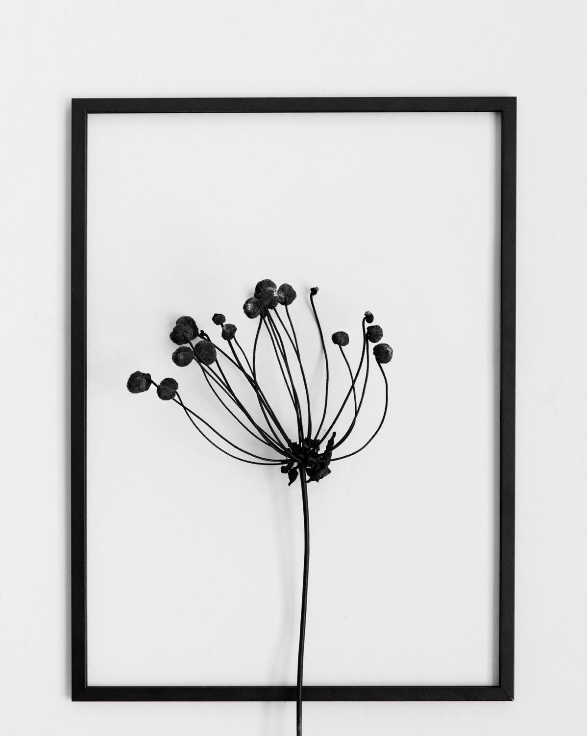 Design Bilderrahmen FRAME von Moebe #bilderrahmen #herbarium ©Moebe