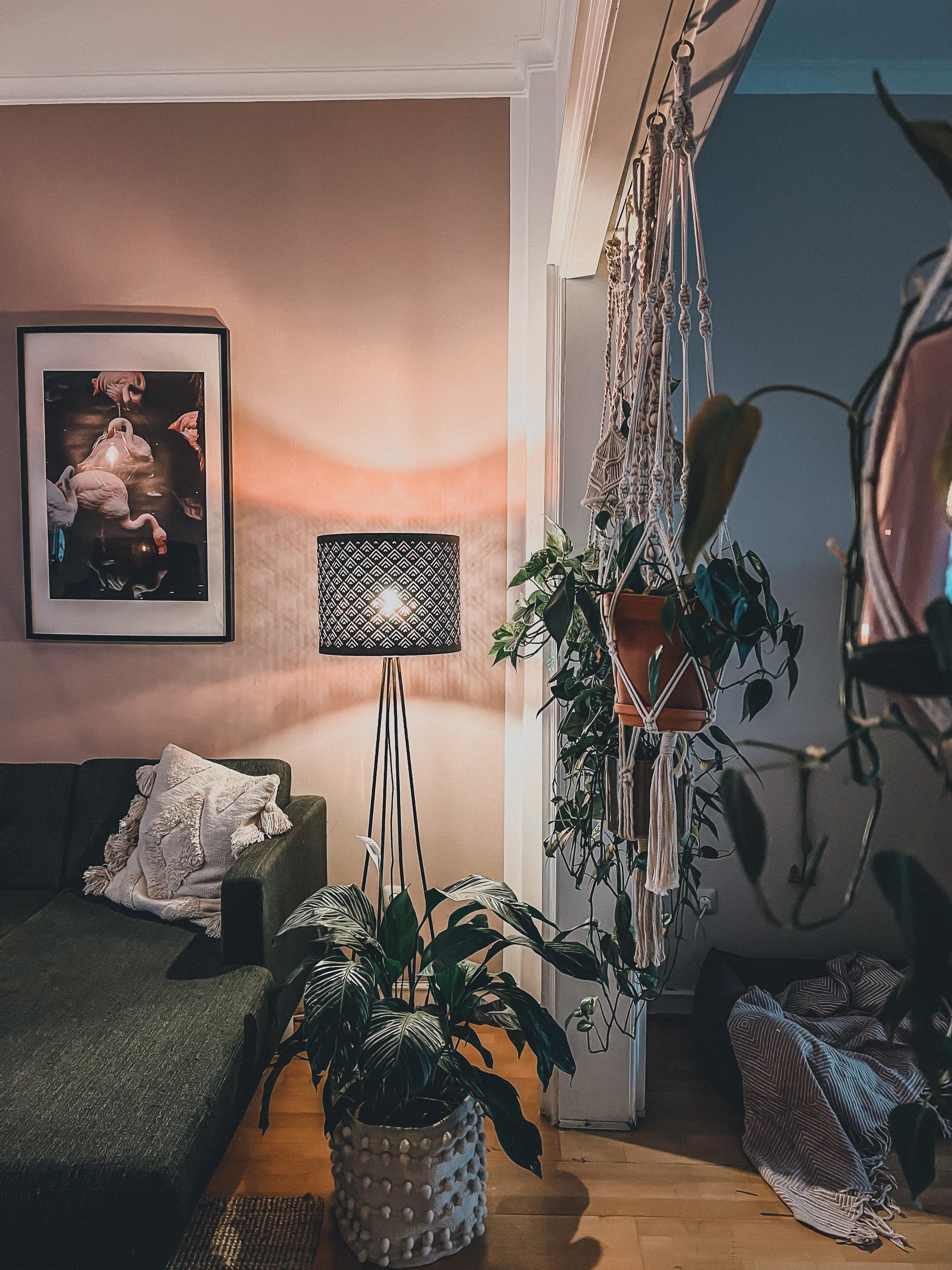 details. #wohnzimmer #pflanzen #licht