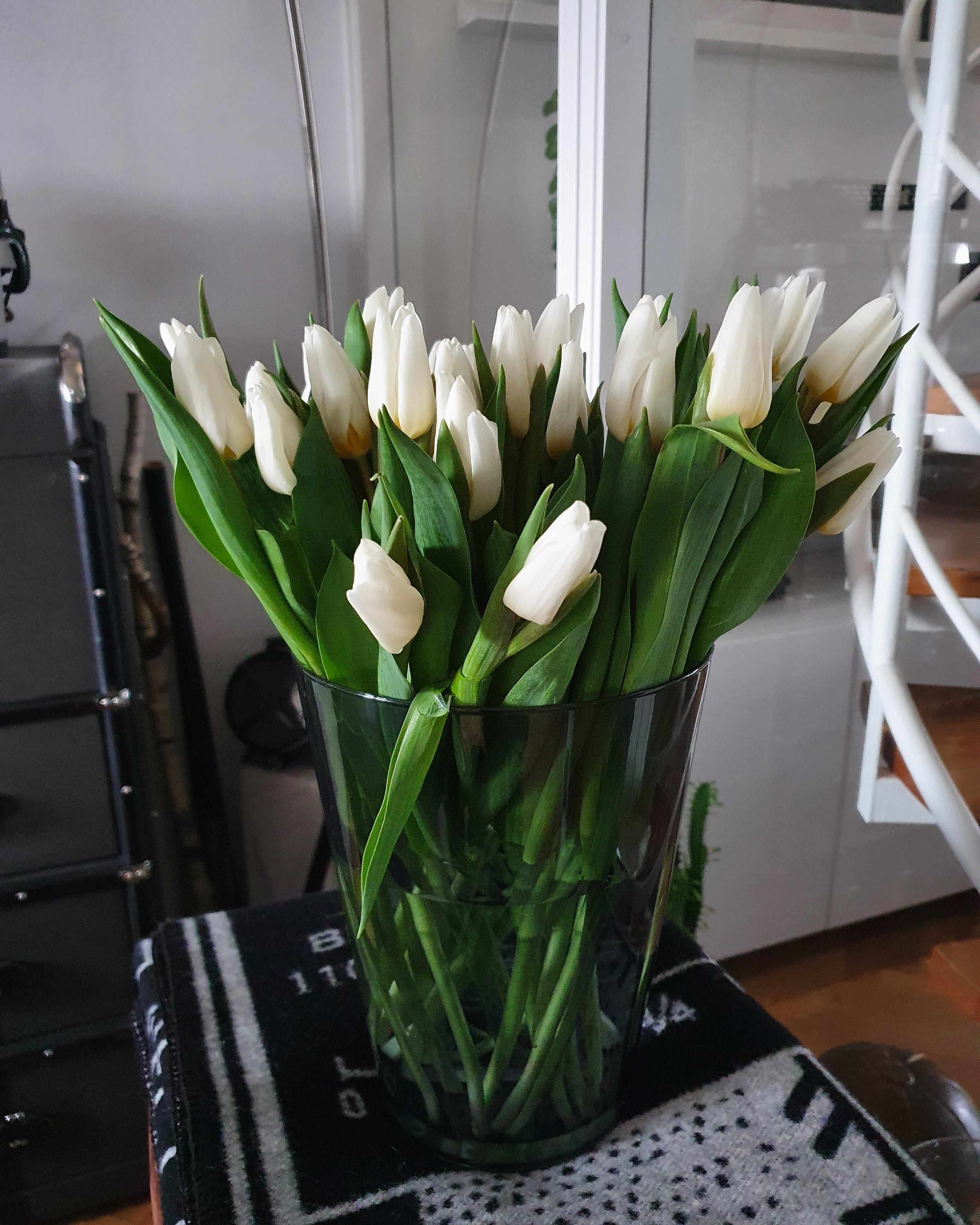 Die 1. Tulpen 