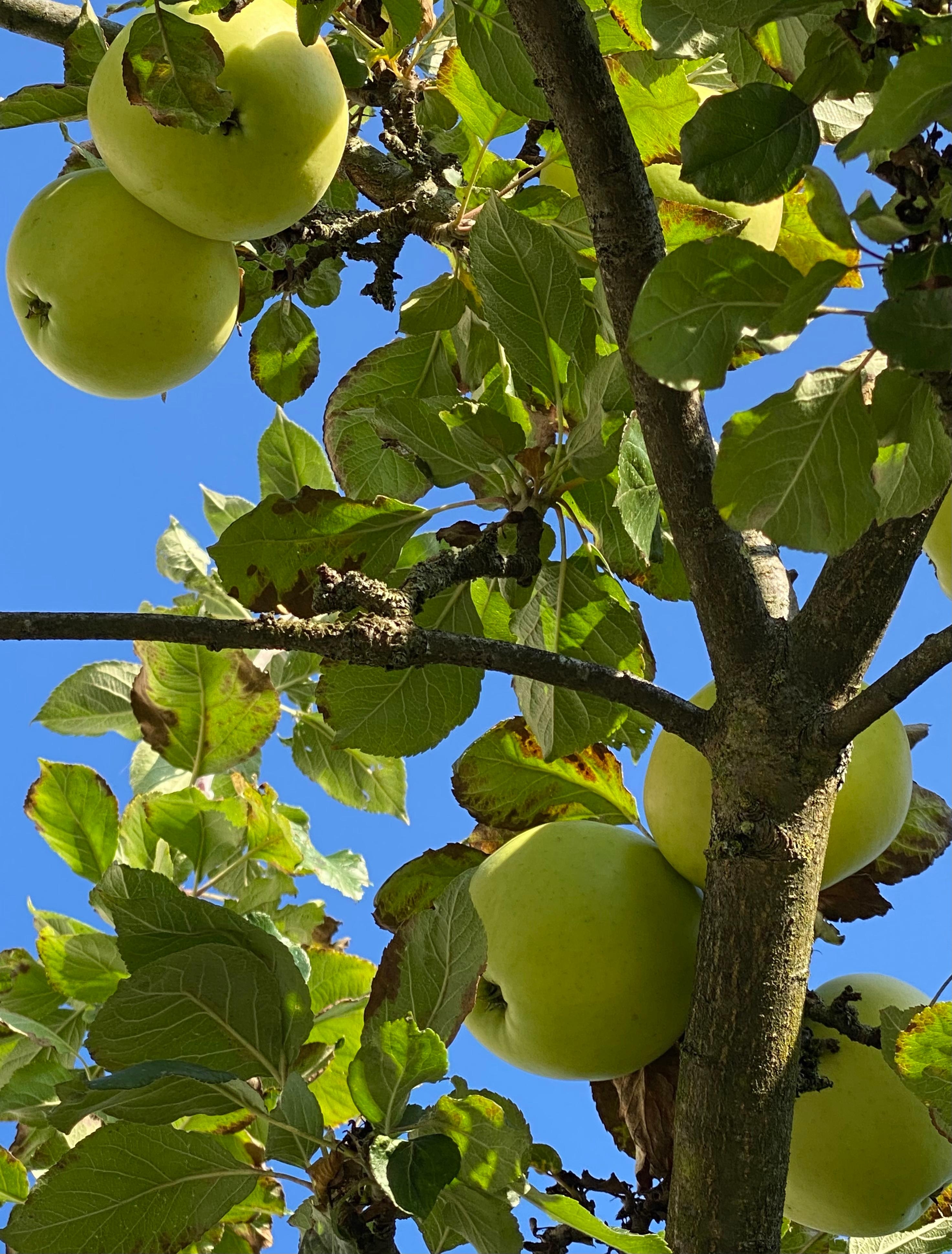 Die Äpfel sehen schon reif aus...