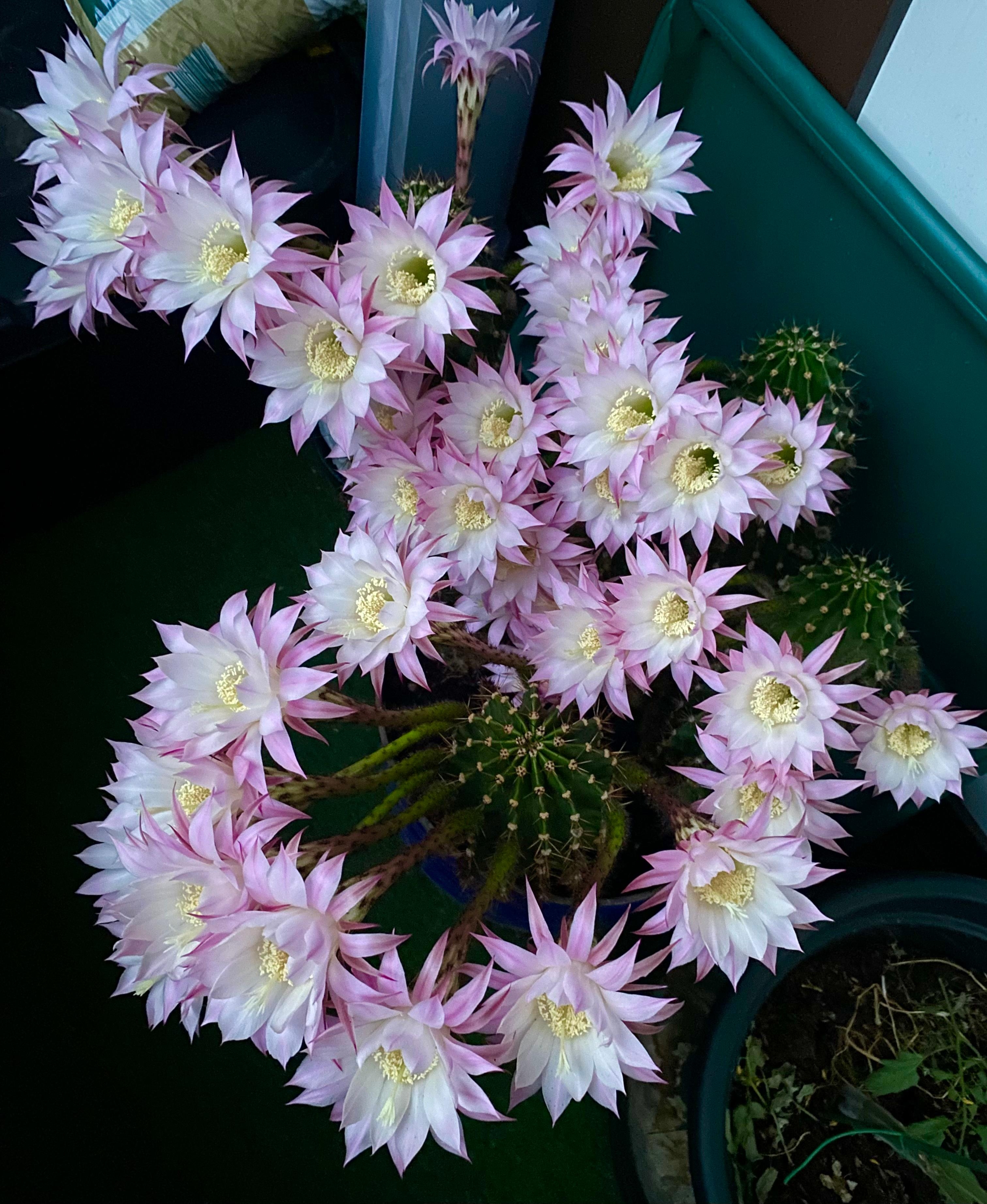 Die Blüten meiner vier Kakteen (Echinopsis oxygona) sind eben aufgegangen 😍