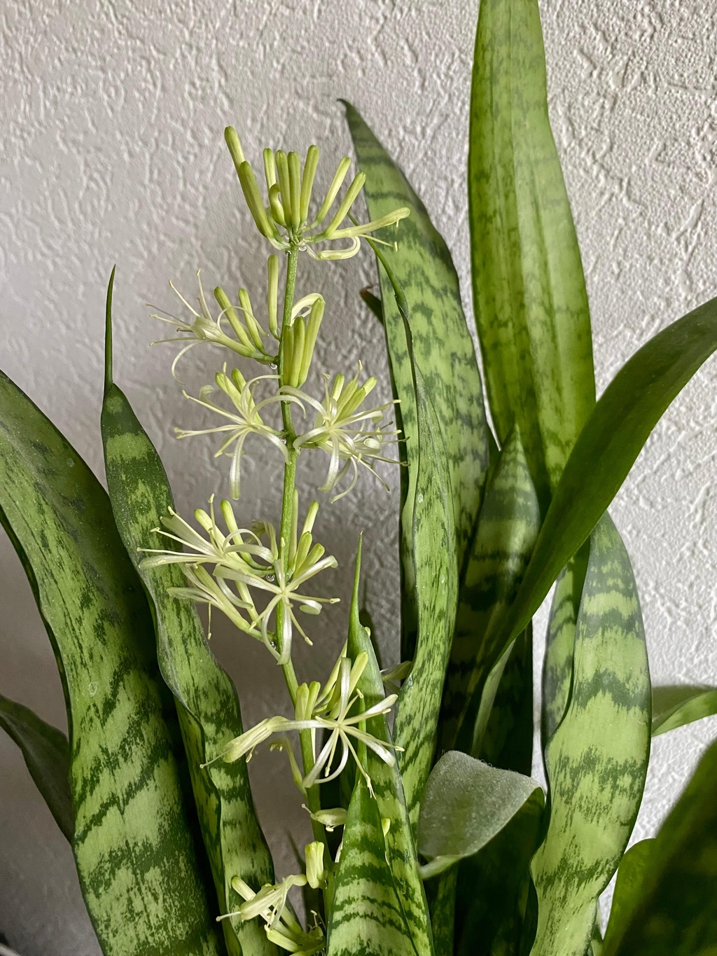 Die BogenhanfBlüte ist ein seltenes Ereignis. Die B...