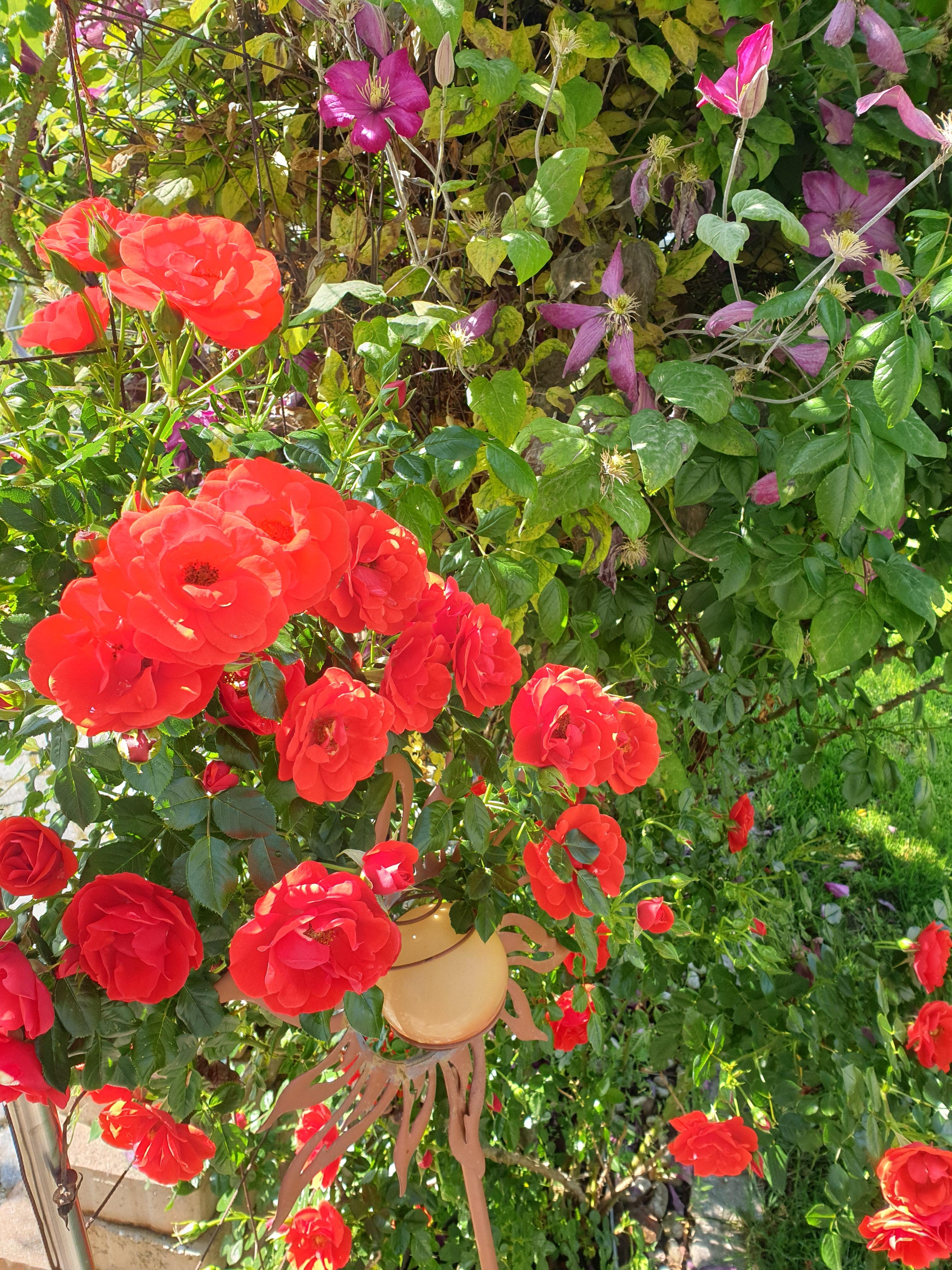 Die #clematis blüht zwar langsam ab, dafür leuchtet jetzt die #rose ⚘🌳🌿 #frühling #blumen #garten #gartenzeit 