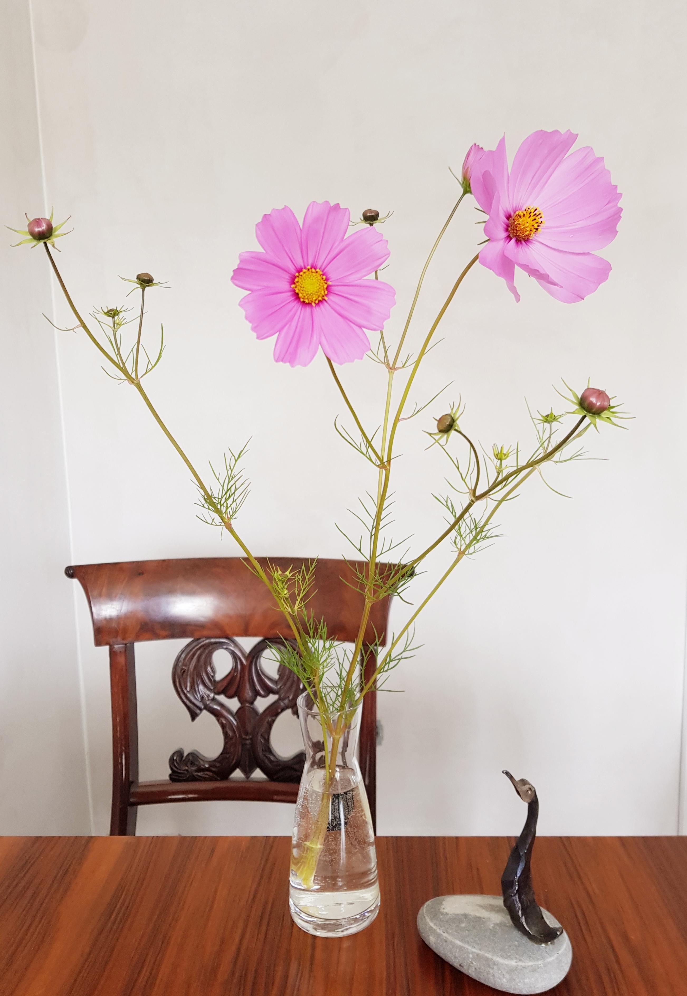 Die Cosmea, eine filigrane Schönheit #freshflowerfriday 