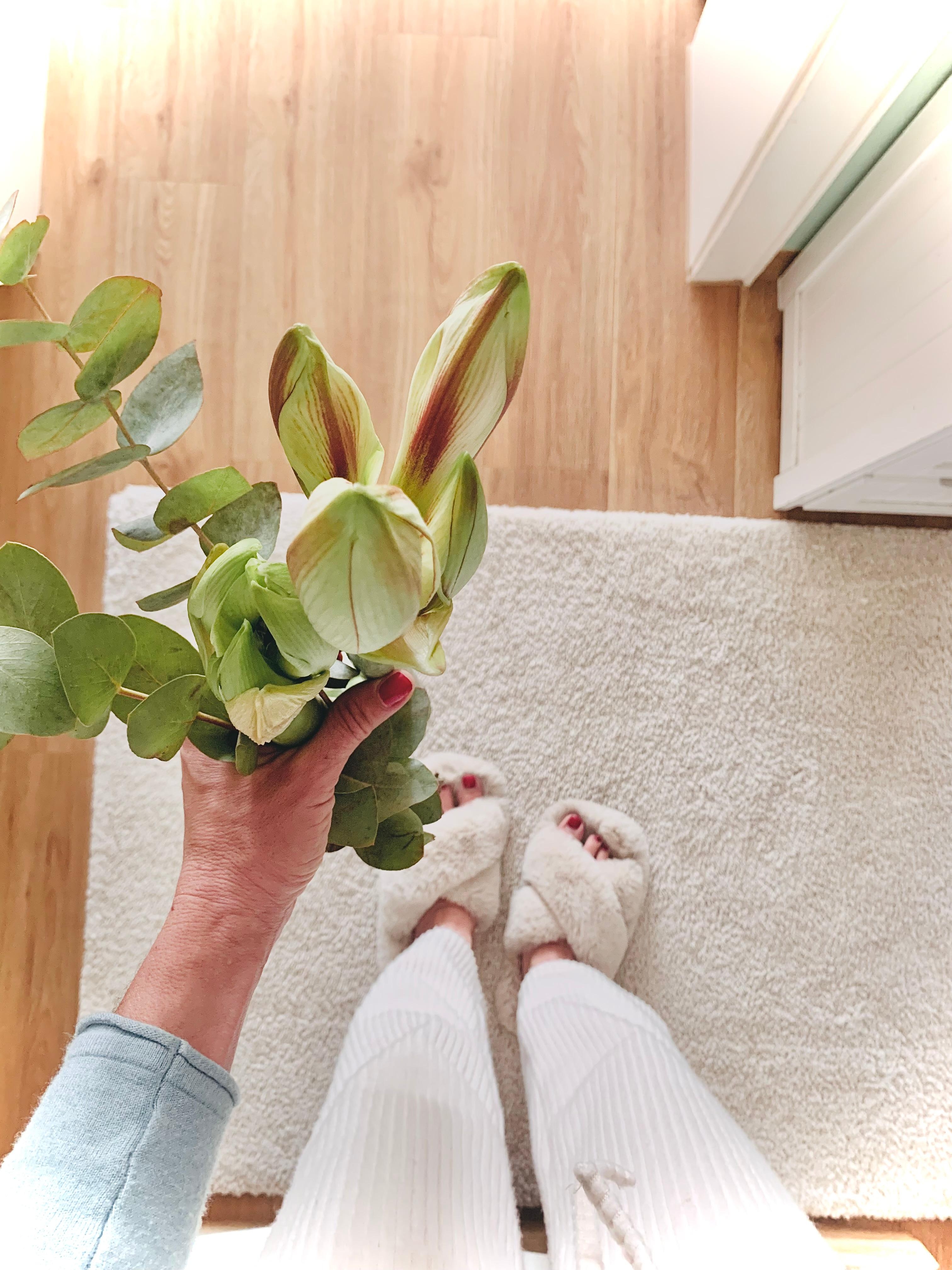 Die ersten Amaryllis 💛

#home #helleswohnen #teppich #flower #metime #cozy 