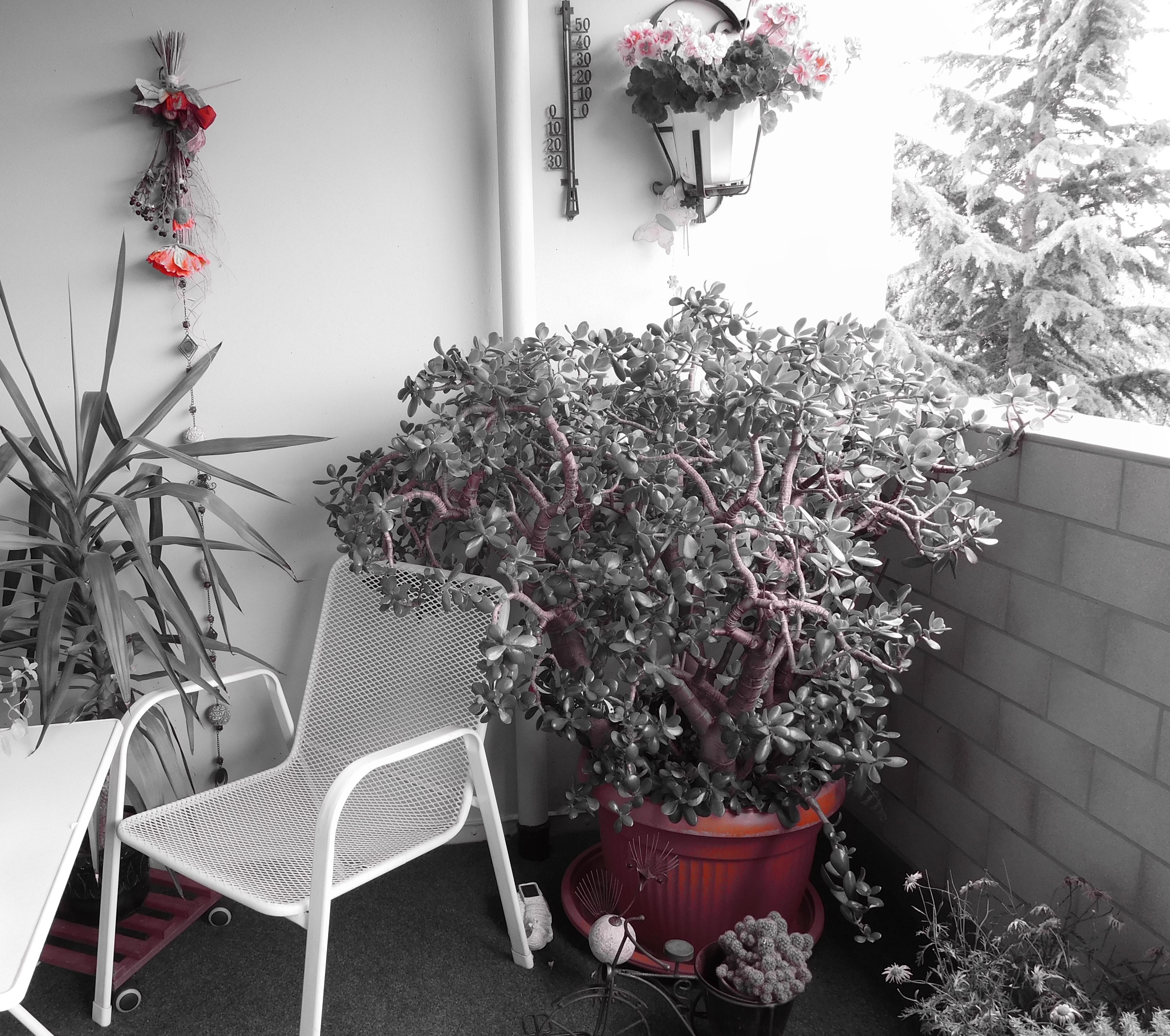 Die ersten Pflanzen stehen draußen, hoffe sie halten den Kälteeinbruch aus #geldbaum #obergeschoss #pflanzen #balkon