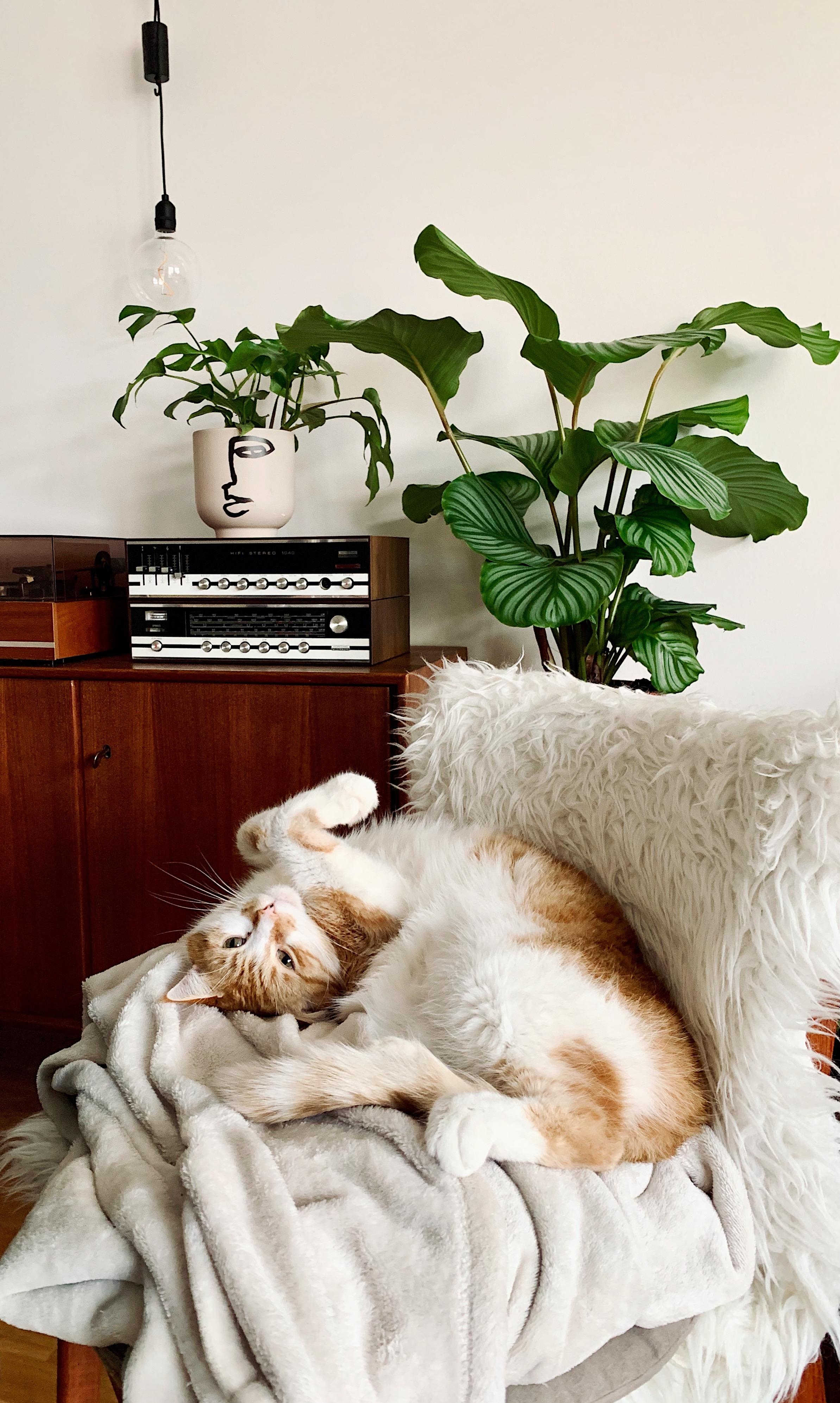 Die gemütliche Zeit zwischen den Jahren 😍
#staycozy#cozy#cats#sideboard