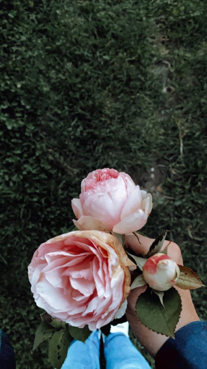 Die letzten #blumen aus dem #herbst Garten 
#rosen 