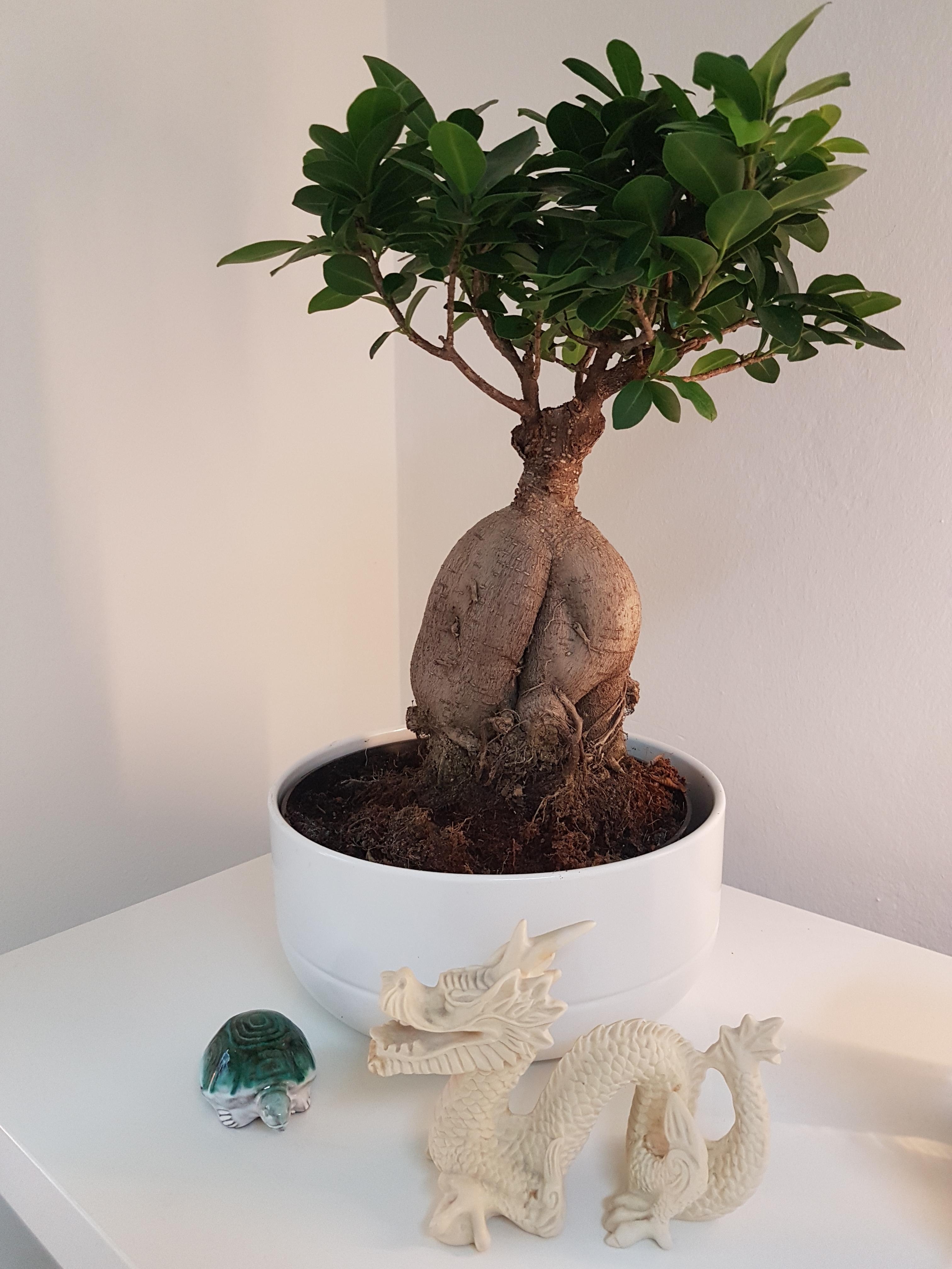 ..die Mimose unter den Pflanzen. 🙄

siehe Kommentare

#bonsai
#nerv
#Pflanzengezicke