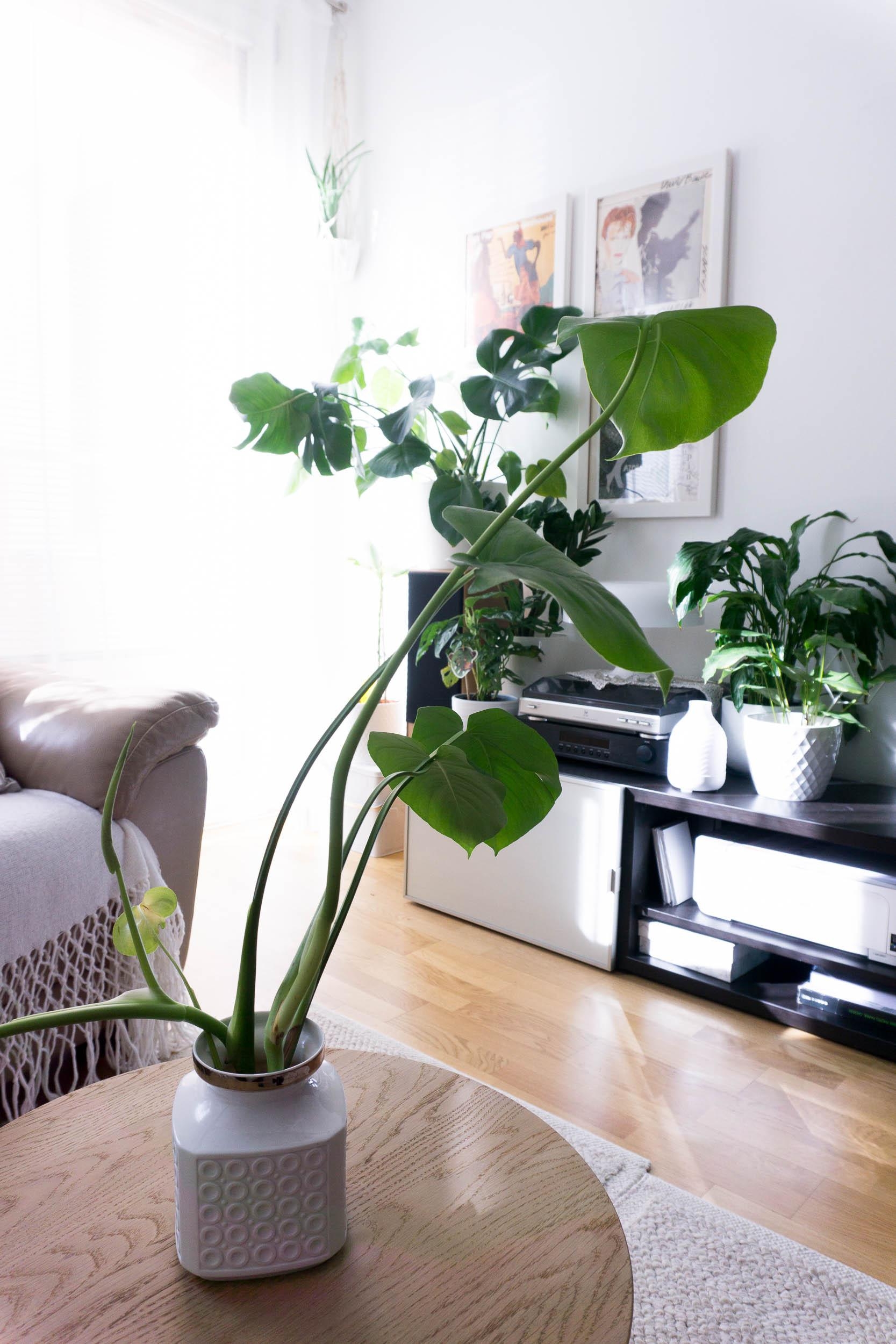 Die #Monstera in der Vase auf dem Wohnzimmer Tisch wird bald in Erde gepflanzt!
#plantlover #indoorgarden #urbangarden