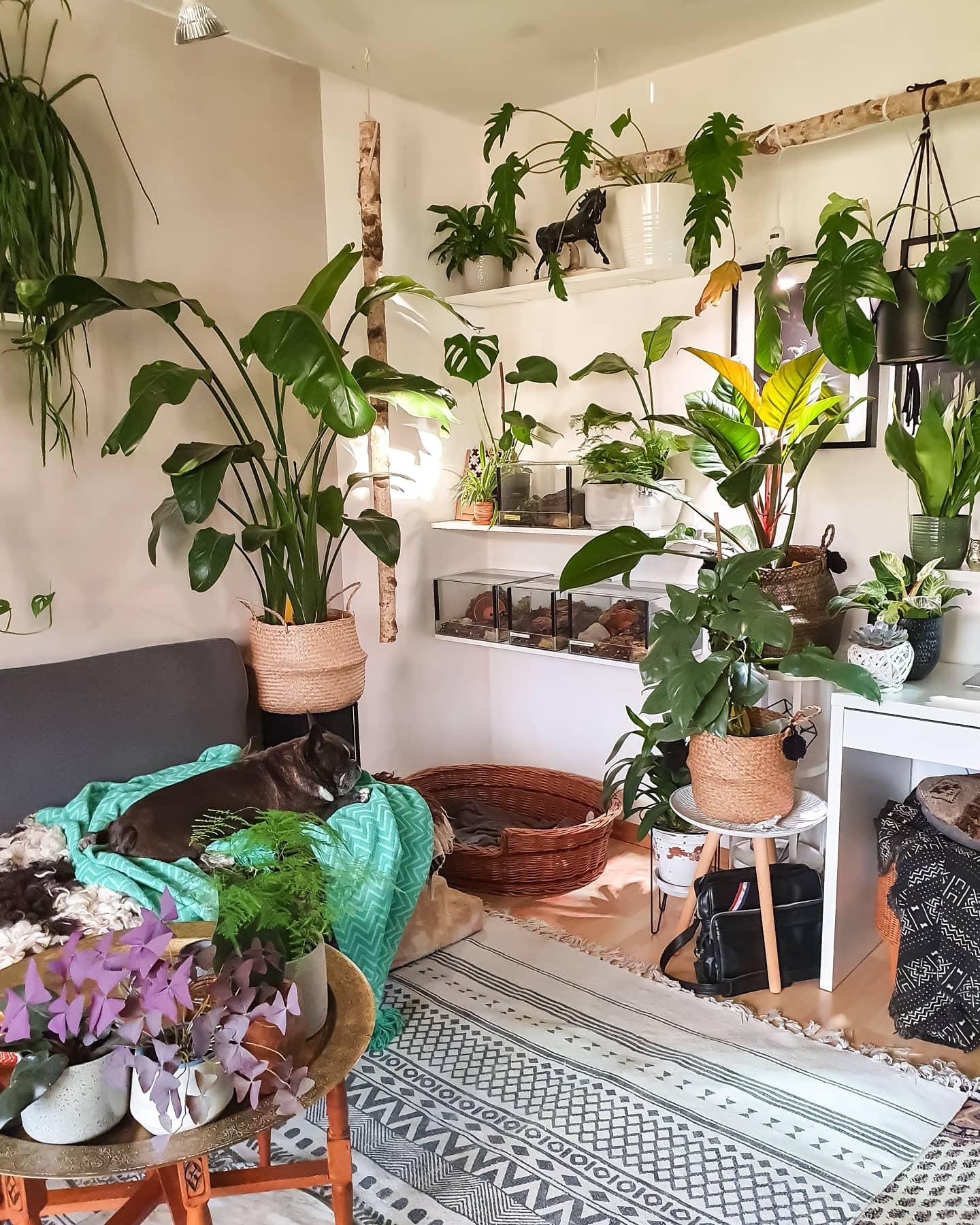 Die neue Ecke #Pflanzen #wohnzimmer 