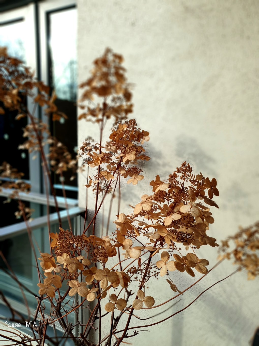 Die Rispen #hortensien auf der #loggia macht auch in Winter eine gute Figur! #pflanze #pflanzenliebe #trockenblumen 