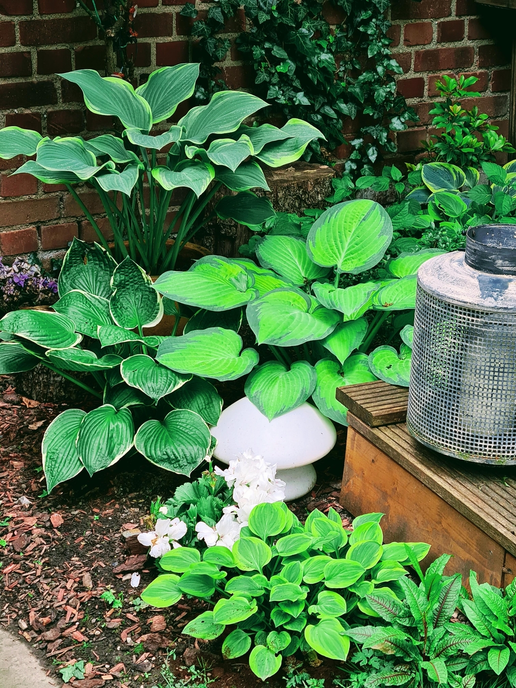 Die schattige Seite im Garten, perfekt für schöne H....