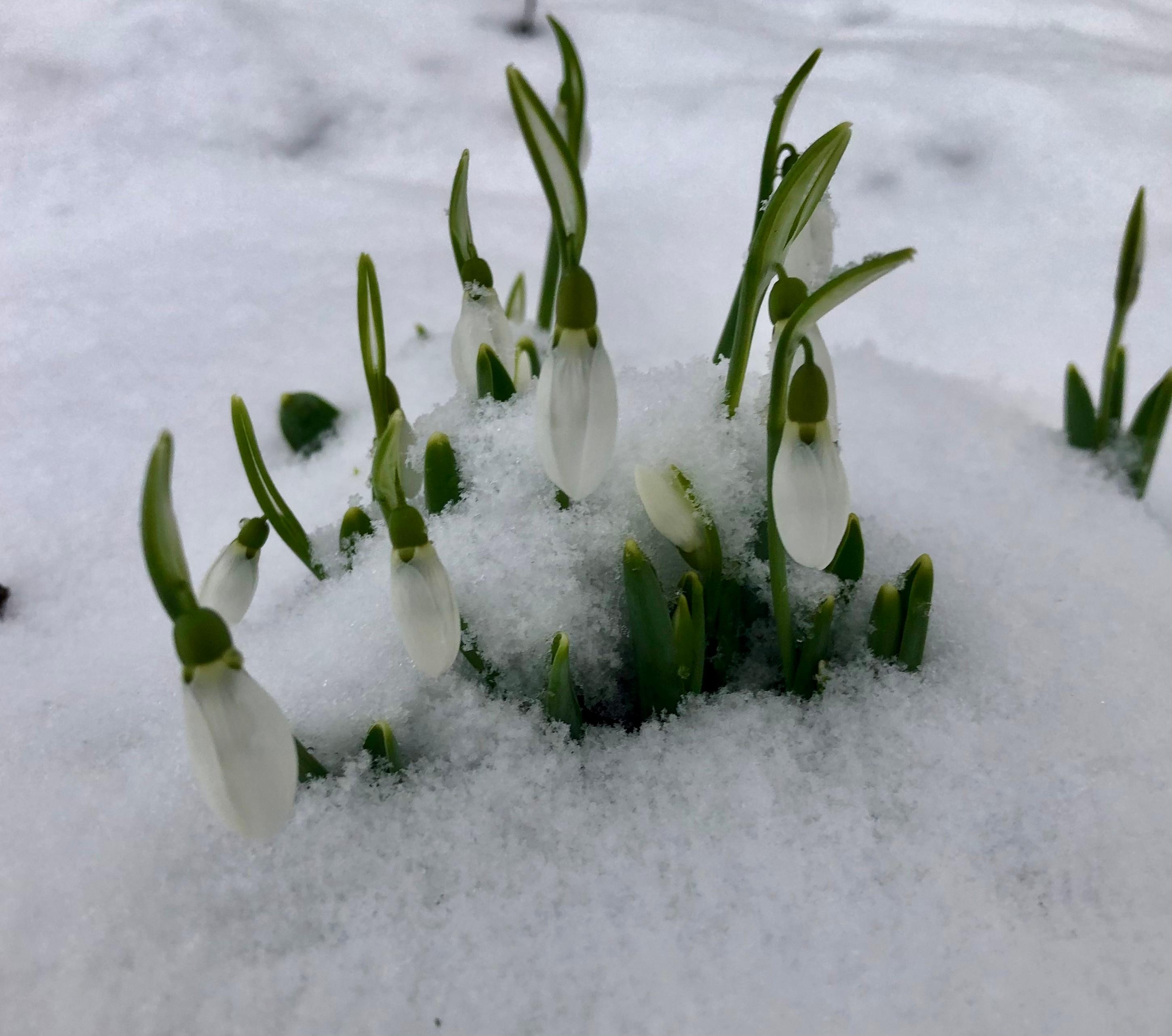 Die Schneeglöckchen stecken ihre Näschen durch die Schneedecke. #Schneeglöckchen #Frühblüher #Schnee #Winter #Frühling 