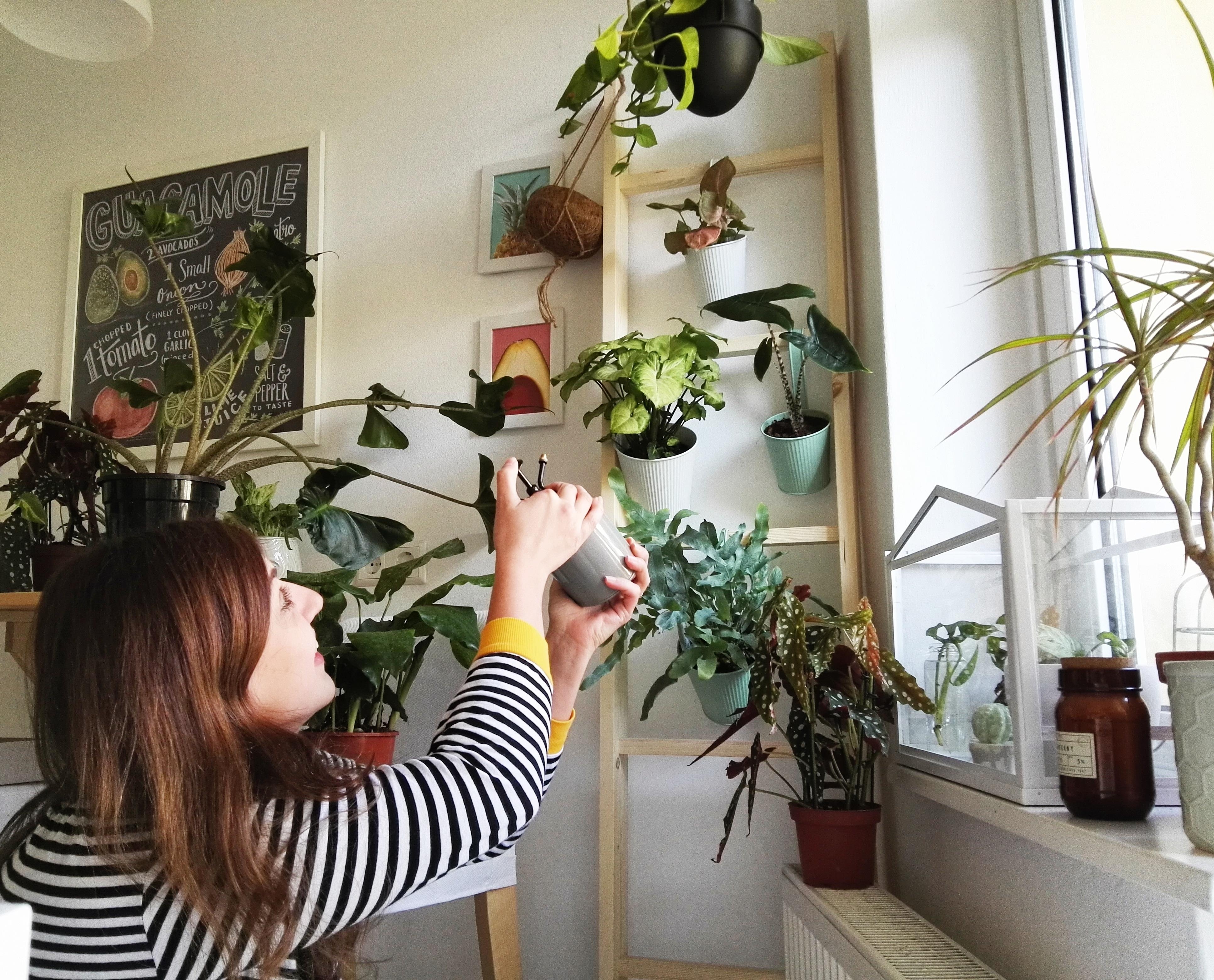 Die selbstgebaute Pflanzenleiter #plants #interior #kitchen #urbanjungle #plantlover #plantgang #pflanzenliebe