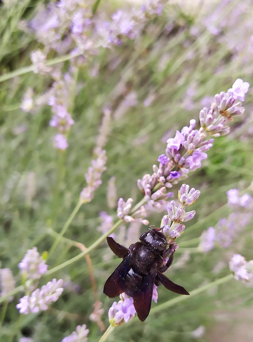 Die seltene, große, blaue Holzbiene in unserem Garten❣️
#outdoorweek #gartenliebe #lavendel #holzbiene #garten