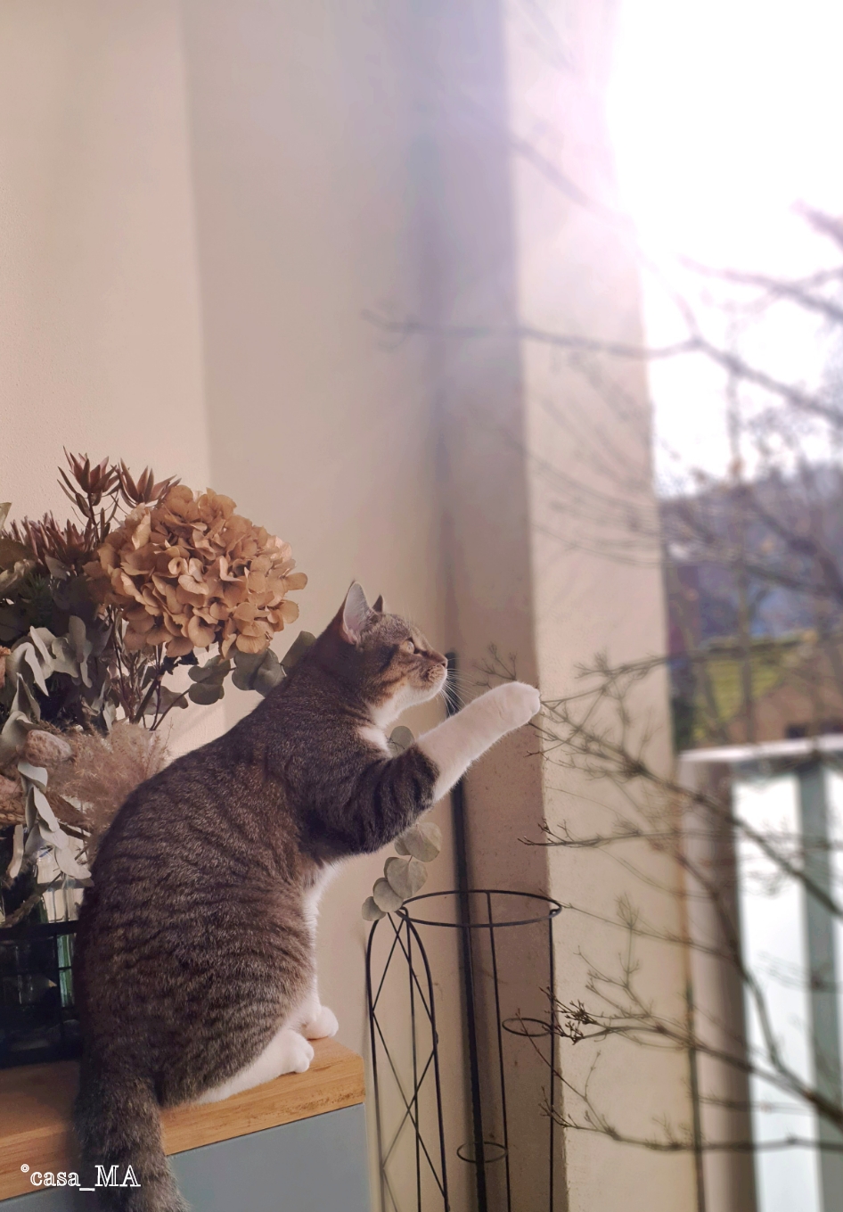 Die Sonne scheint gerade so schön und wir schnuppern ein bisschen Frühlingsluft. #hortensien #trockenblumen #katzenliebe