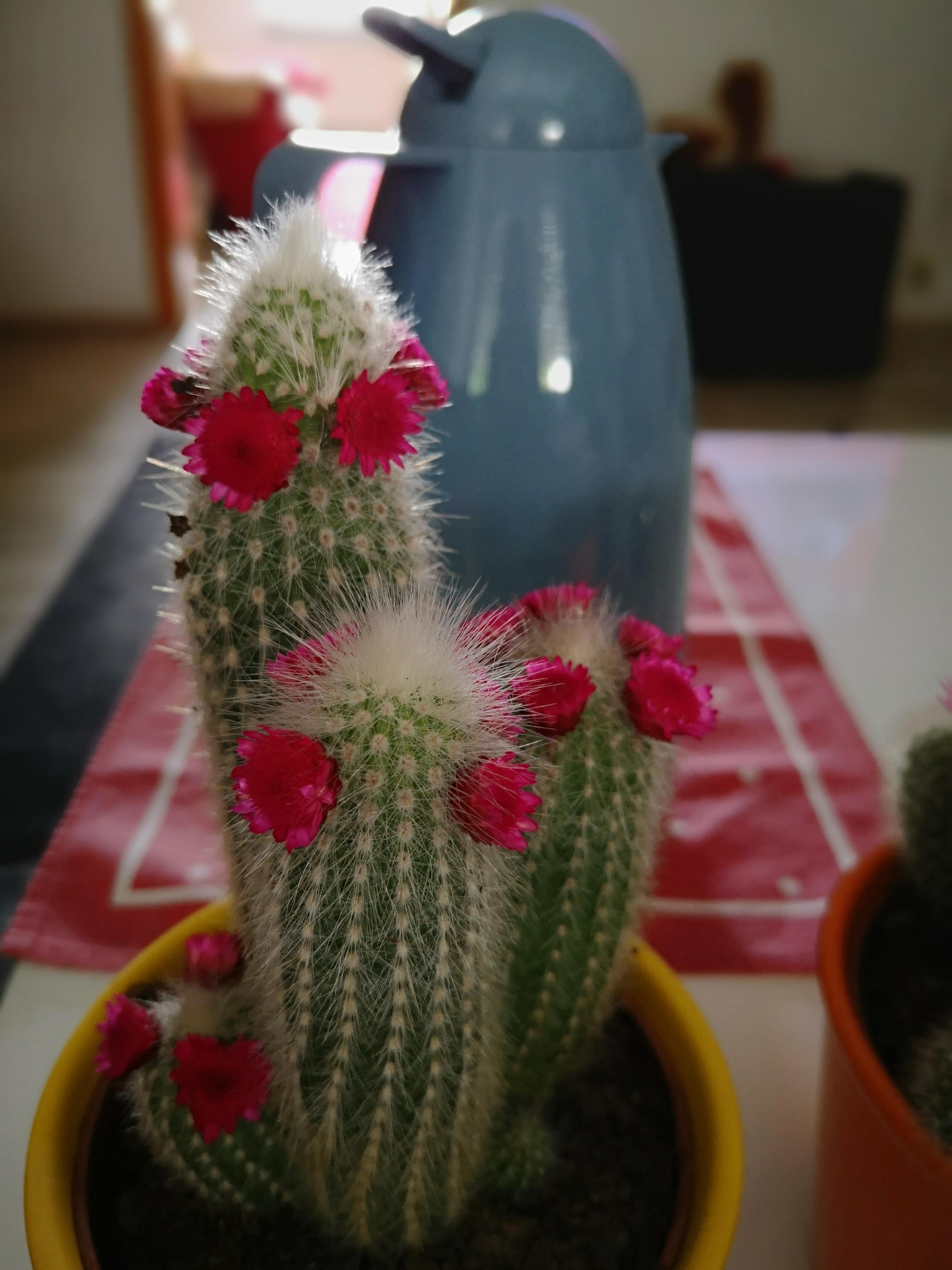Die süssesten Kakteen, die ich gesehen habe... 🌵
#kaktus #blüte 