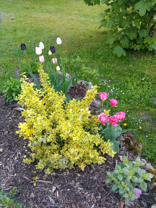 die Tulpen bei Mama im Garten <3