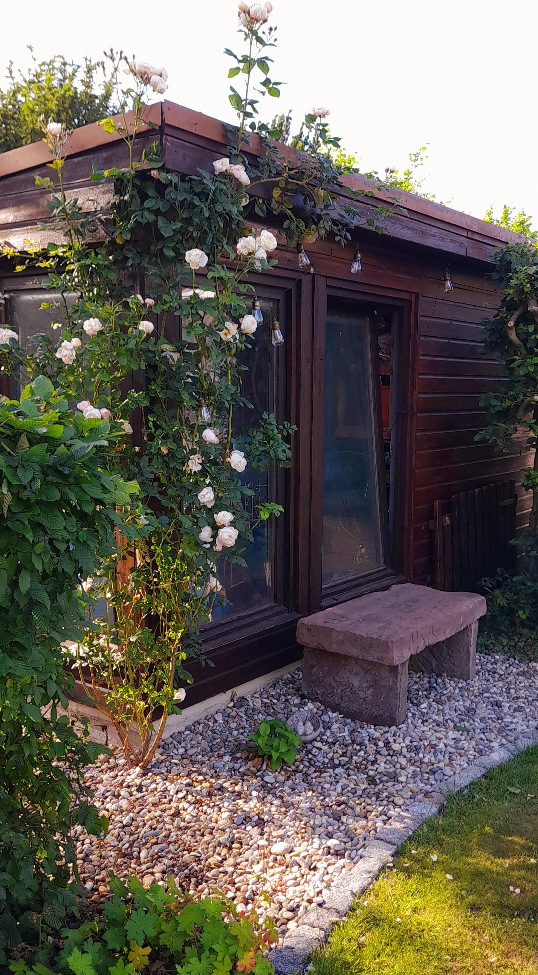 Die Uetensener Klosterrose wächst ordentlich; daran könnte sich die Hortensie mal ein Beispiel nehmen! ;) #Rose #Garten