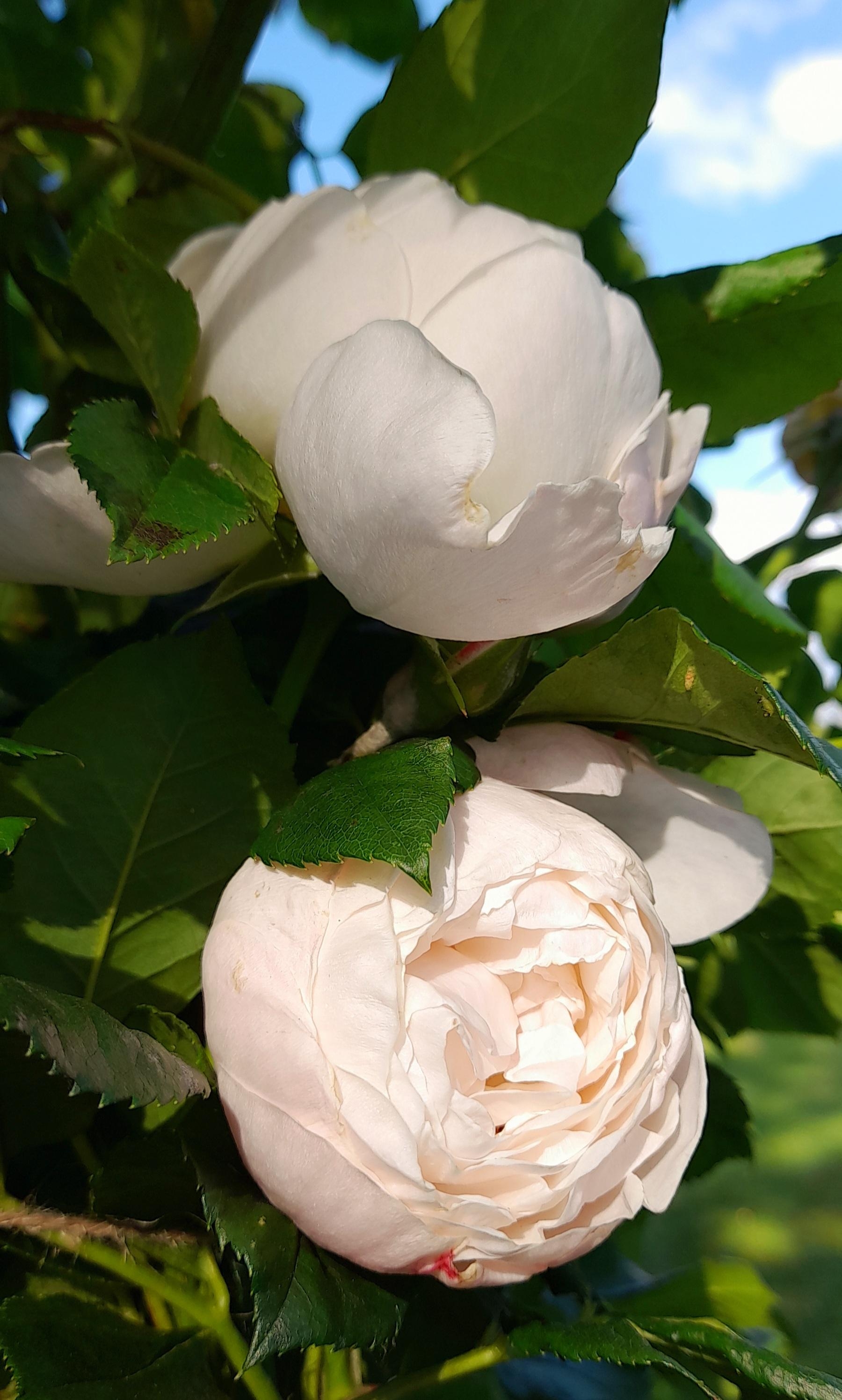 Die Uetensener Klosterrose: wunderschön, aber leider nicht für die Vase geeignet... #Rose #Garten 