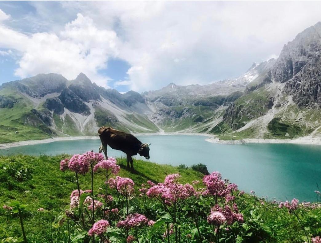 Die wohl fotogenste Kuh der Welt. #naturliebe #travelchallenge #lünersee #vorarlberg #vacation #hike