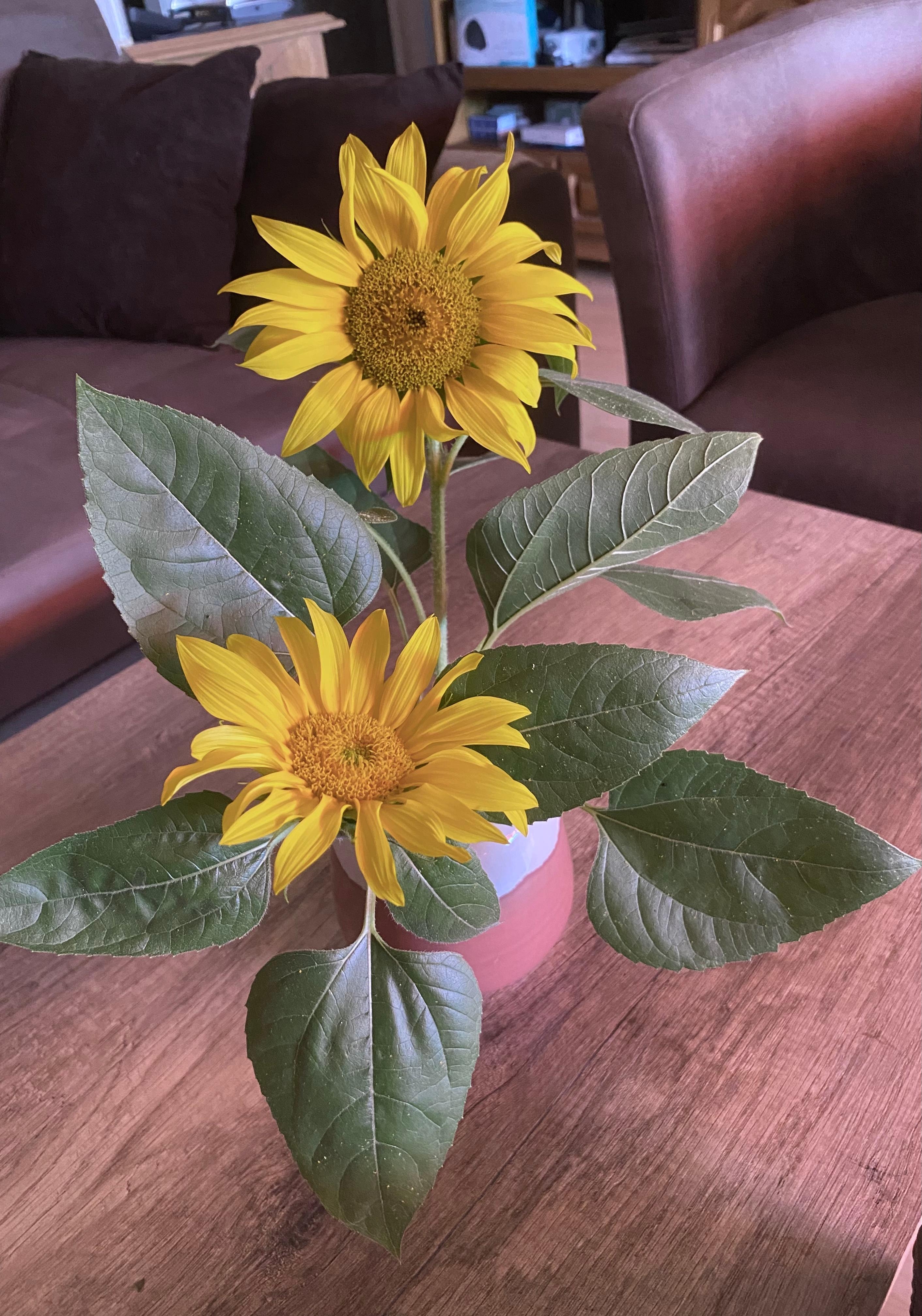 Die Zeit der schönen Sonnenblumen 🌻
#blumenliebe #deko #sonne #sommer
