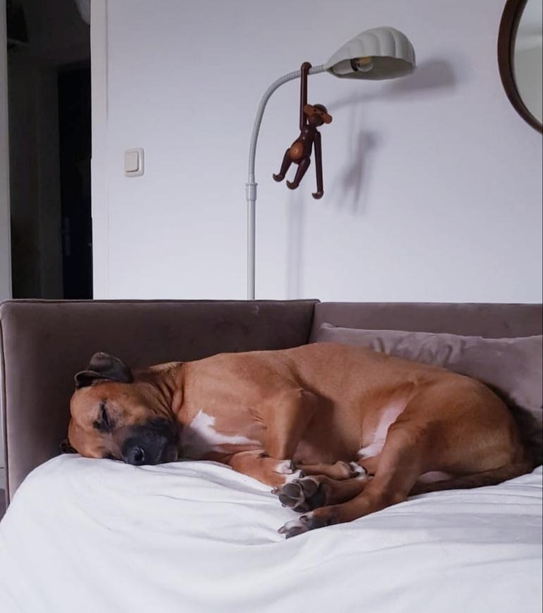 Diese Dunkeln Tage machen sogar den Energiegeladenen Brutus müde.
Gute Nacht 🐶😴
#Haustiere#wohnzimmer#couch
