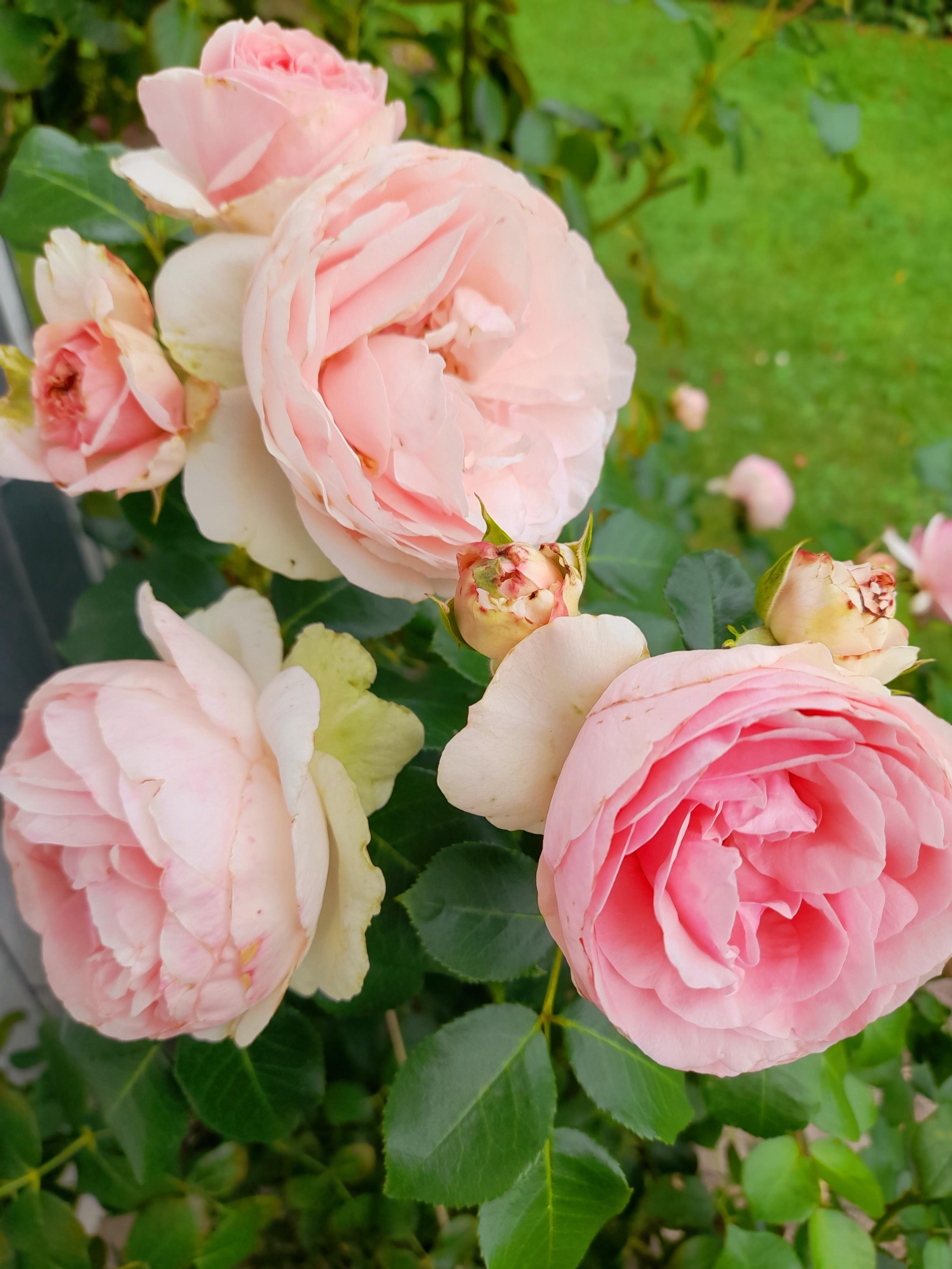 Diese schöne Rose schmückt die Hausecke seit 2 Jahren. #Giardina #Kletterrose #Garten 