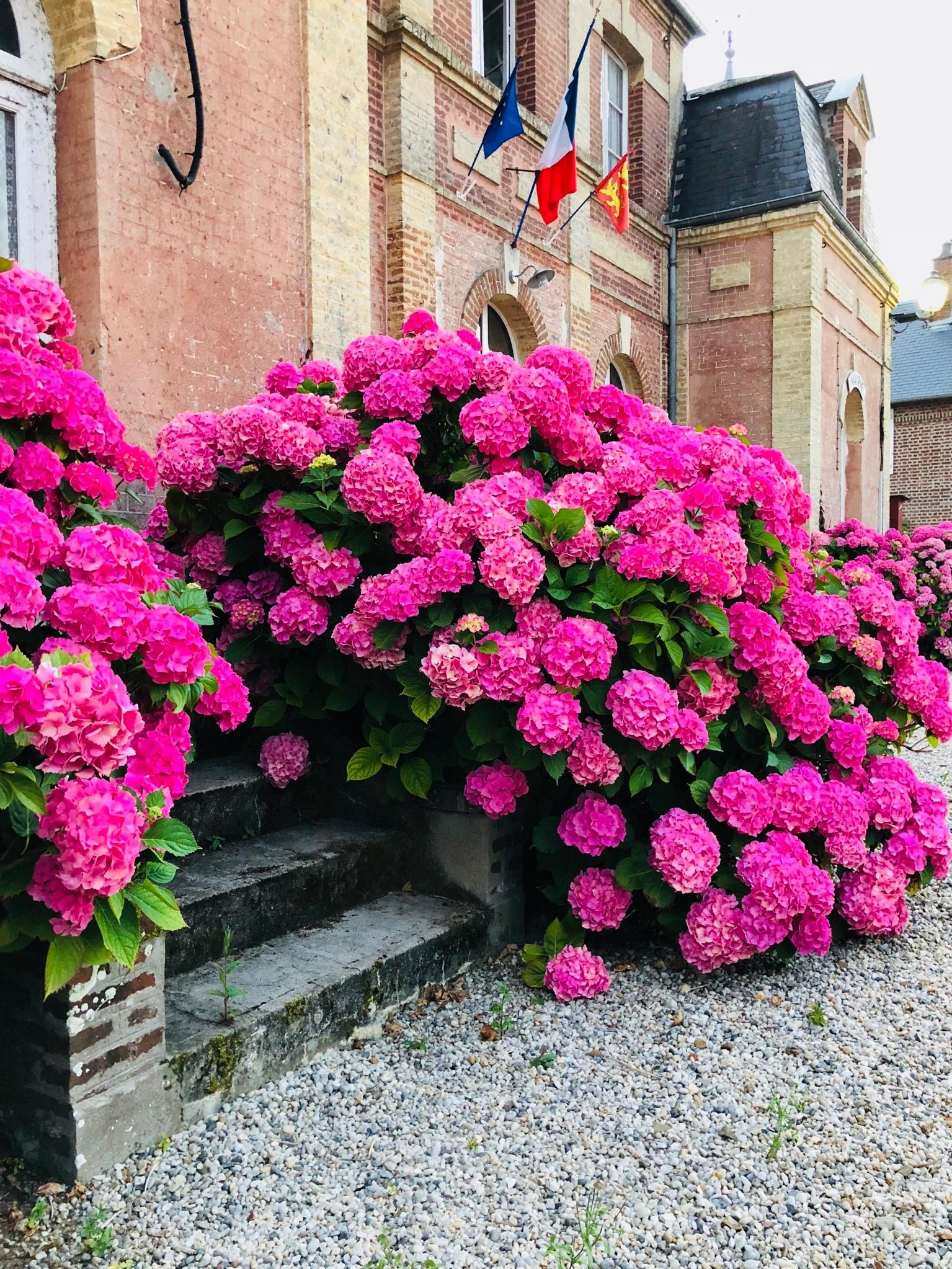 Diese schönen Hortensien muss ich einfach mit euch teilen 💕 #urlaub #hortensien #pink #blumen #frankreich #blumenliebe