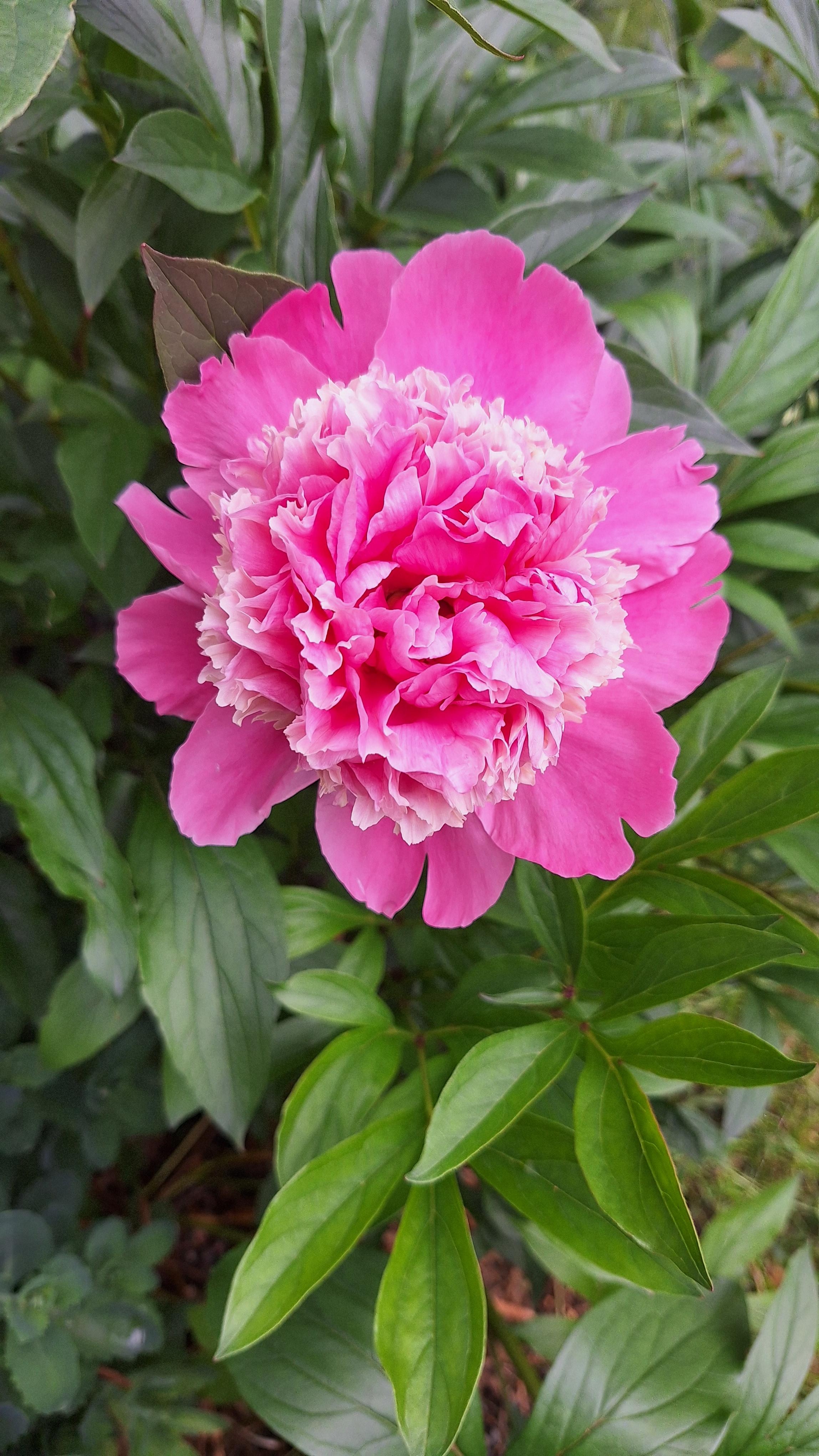 .Diese Schönheiten lassen sich immer Zeit.
#Pfingstrose #Garten #FreudeanBlumen #Duft