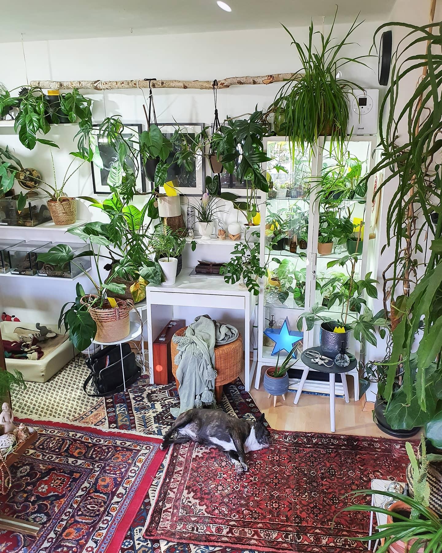 Donnerstag #wohnzimmer #arbeitsplatz #schreibtisch #vitrine #Pflanzen #teppich