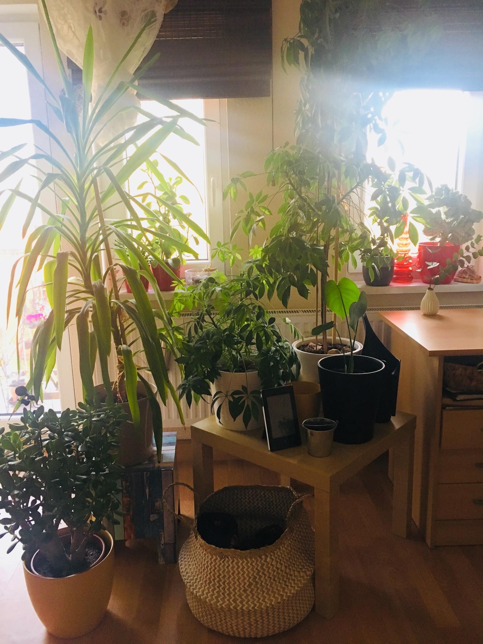 Dschungel in der Wohnung #plantlover #livingchallenge 