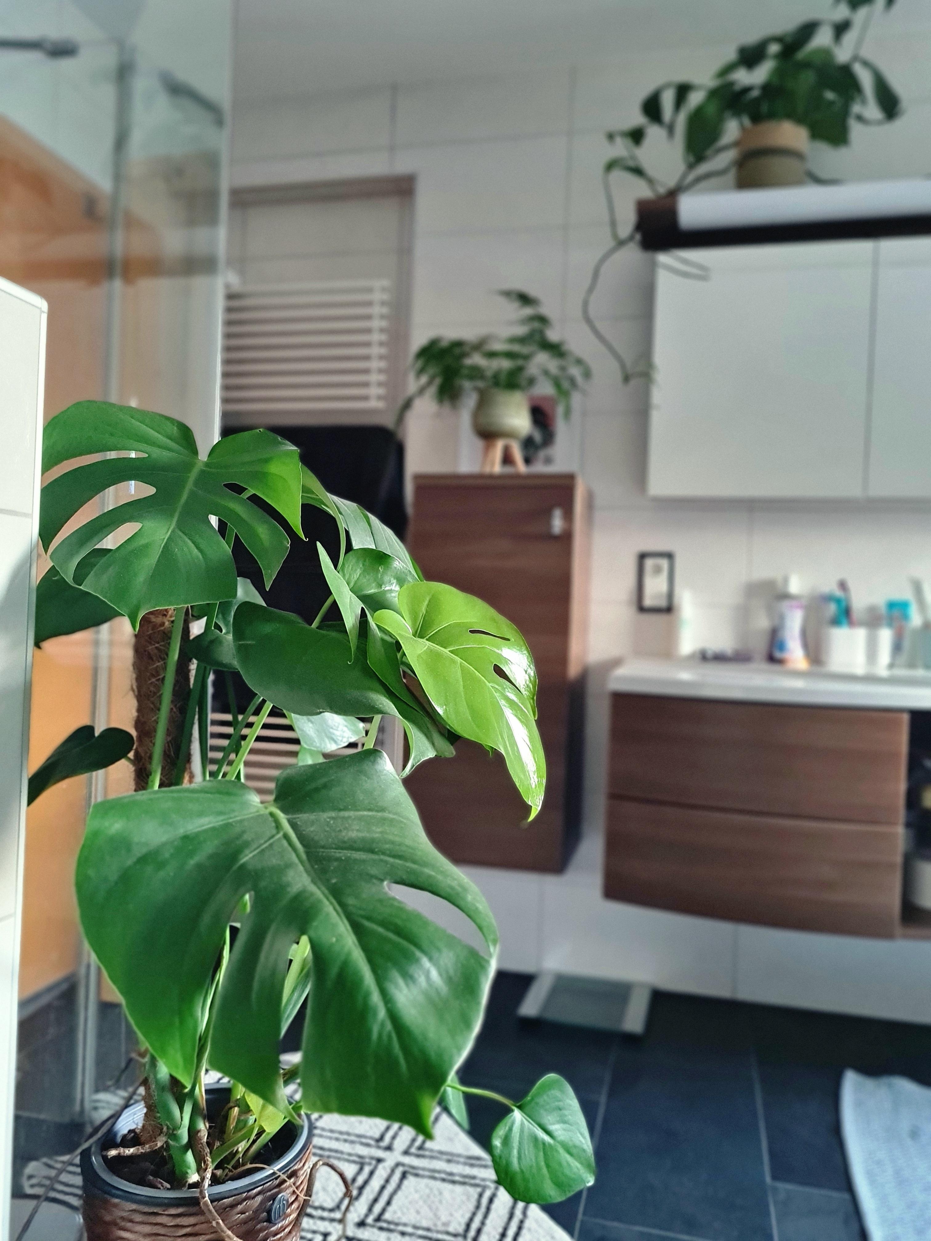 Dschungelvibes im Badezimmer 🪴🌴🌵
#Badezimmer #Pflanzen #Monstera #couchliebt #COUCHstyle 