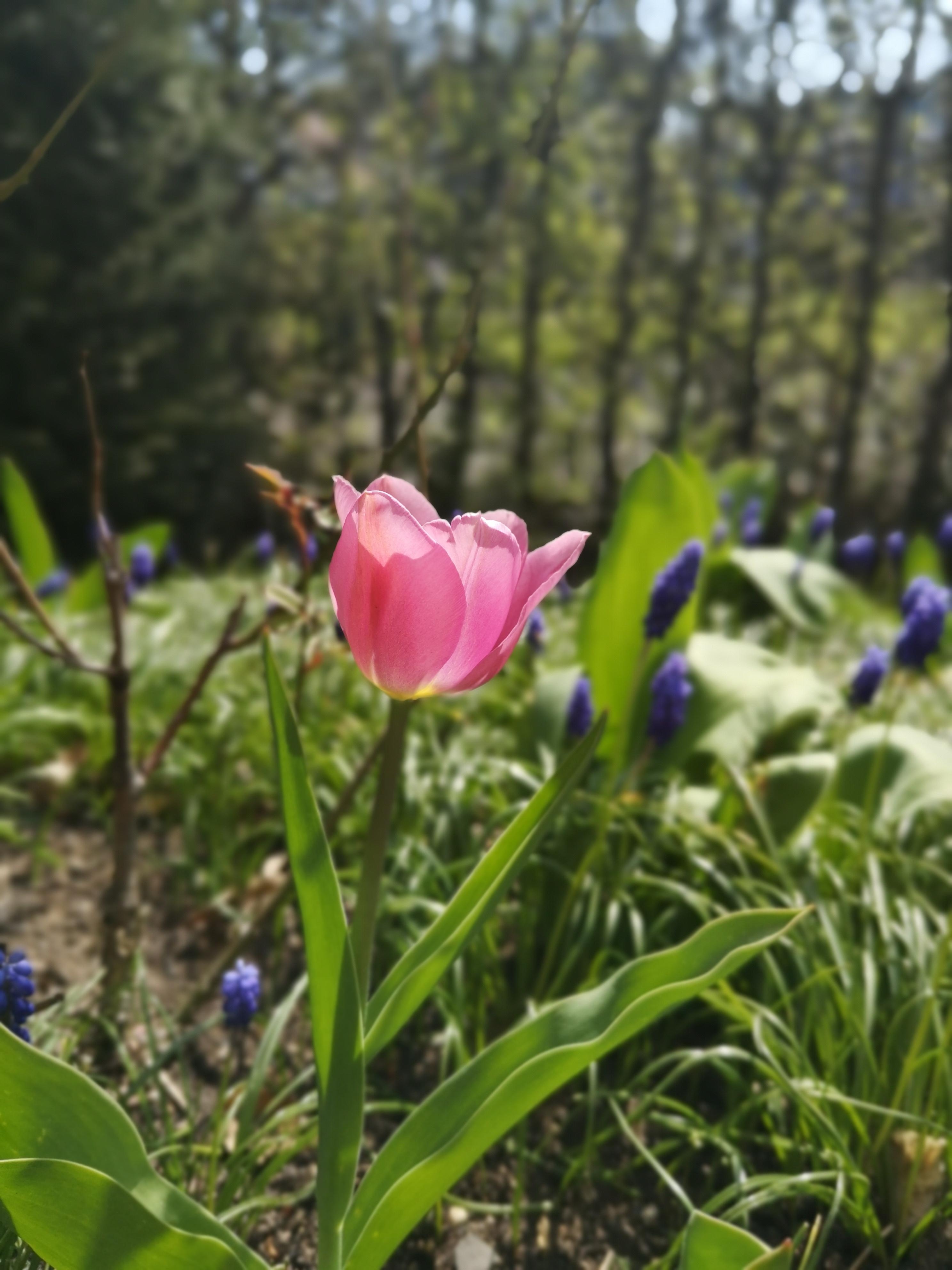 Du bist die schönste im Garten.. #frühling #tulpen #sonne