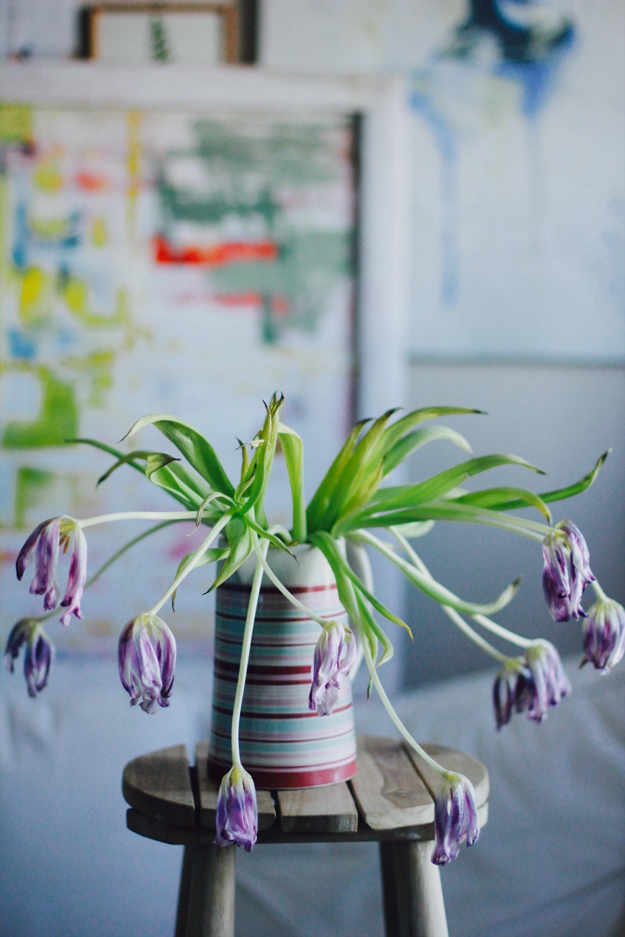 dying tulips are beautiful 😌
#tulpen#blumen#januar#couchlieb#couchstyle#deko#livingroom
