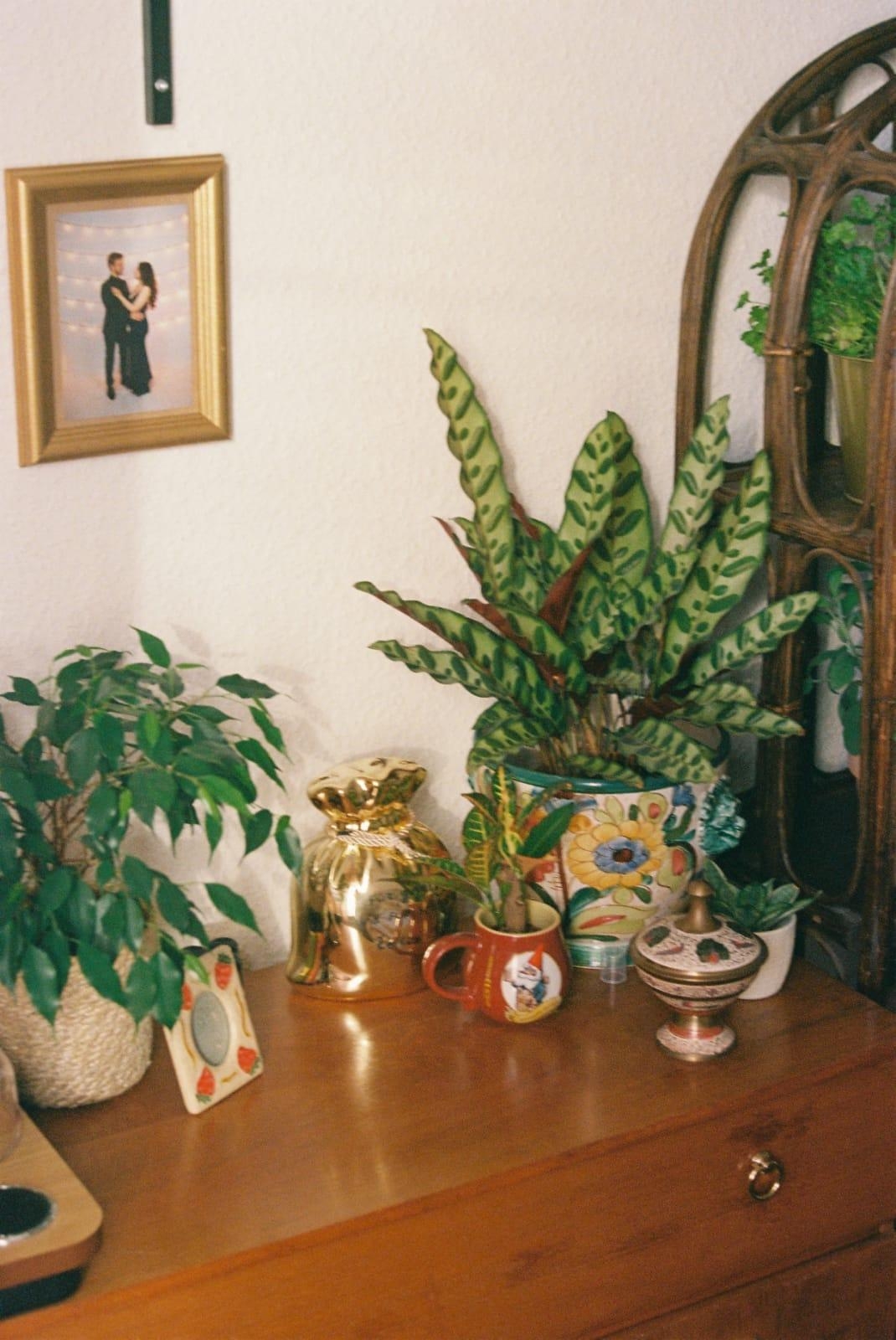Ein Foto aus meinem ehemaligen Schlafzimmer :) #schlafzimmer #pflanzen #plant #eclectic