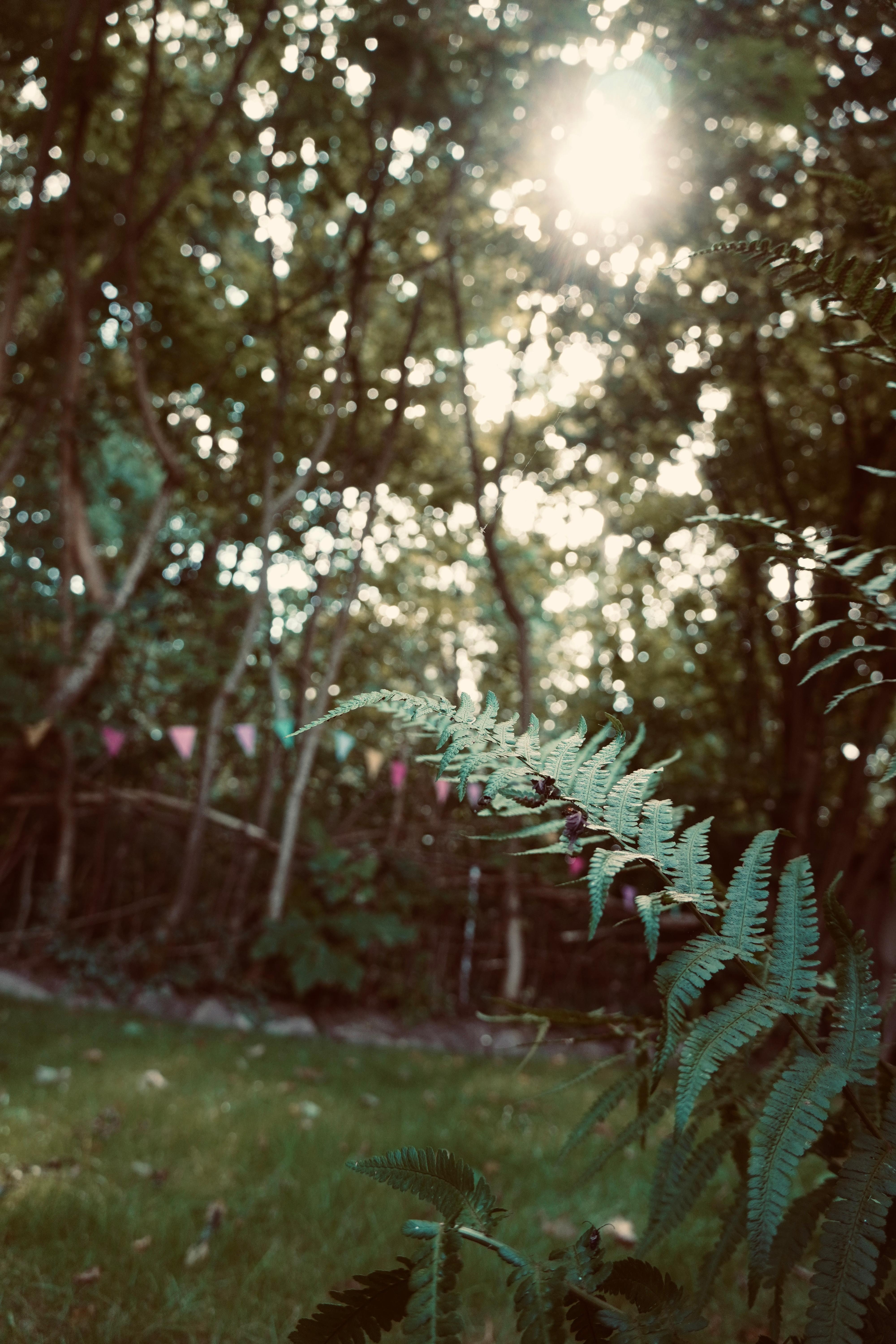 Ein Garten, direkt am Wald. Dass hier mal ein Rasen wächst, hätte ich fast nicht mehr geglaubt. 
