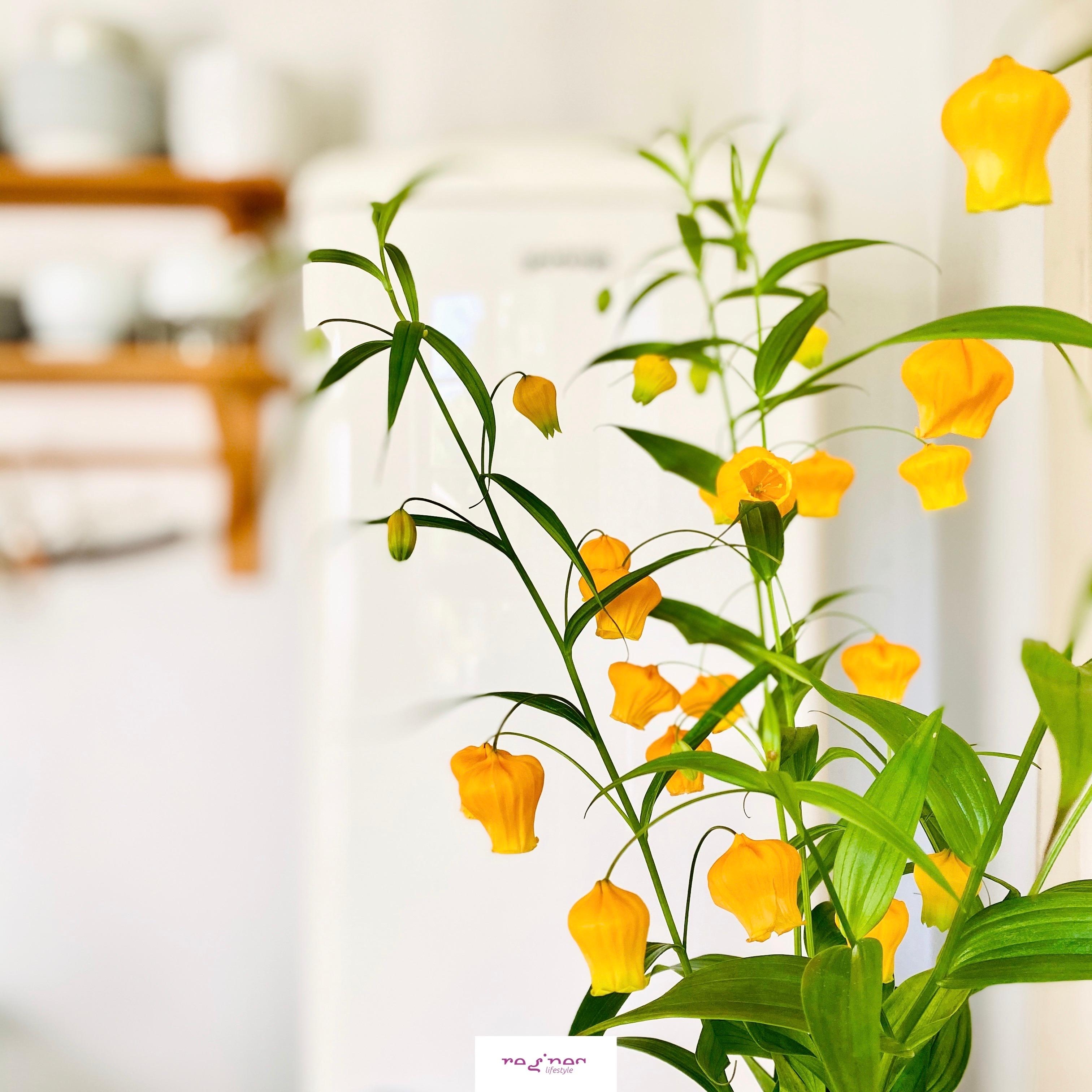 Ein kleiner Blumengruß zum Dienstag 💛
#laternenlilie #freshflowers #blumen #lilien #kücheninspo #detailaufnahme #blume