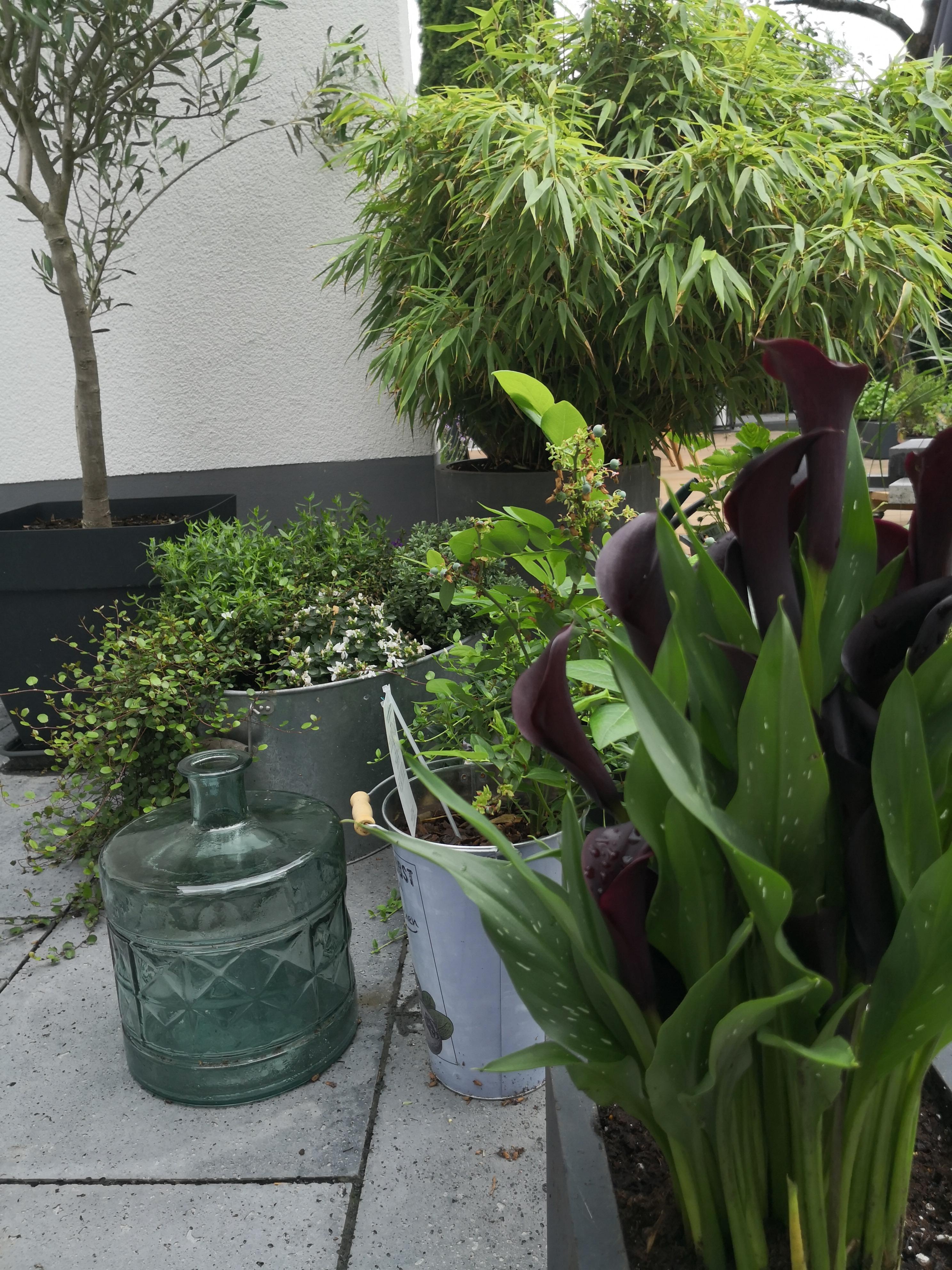 Ein kleiner Teil der Terrasse, aber ein bisschen mein Liebling... #gardening #lieblingsplatz 