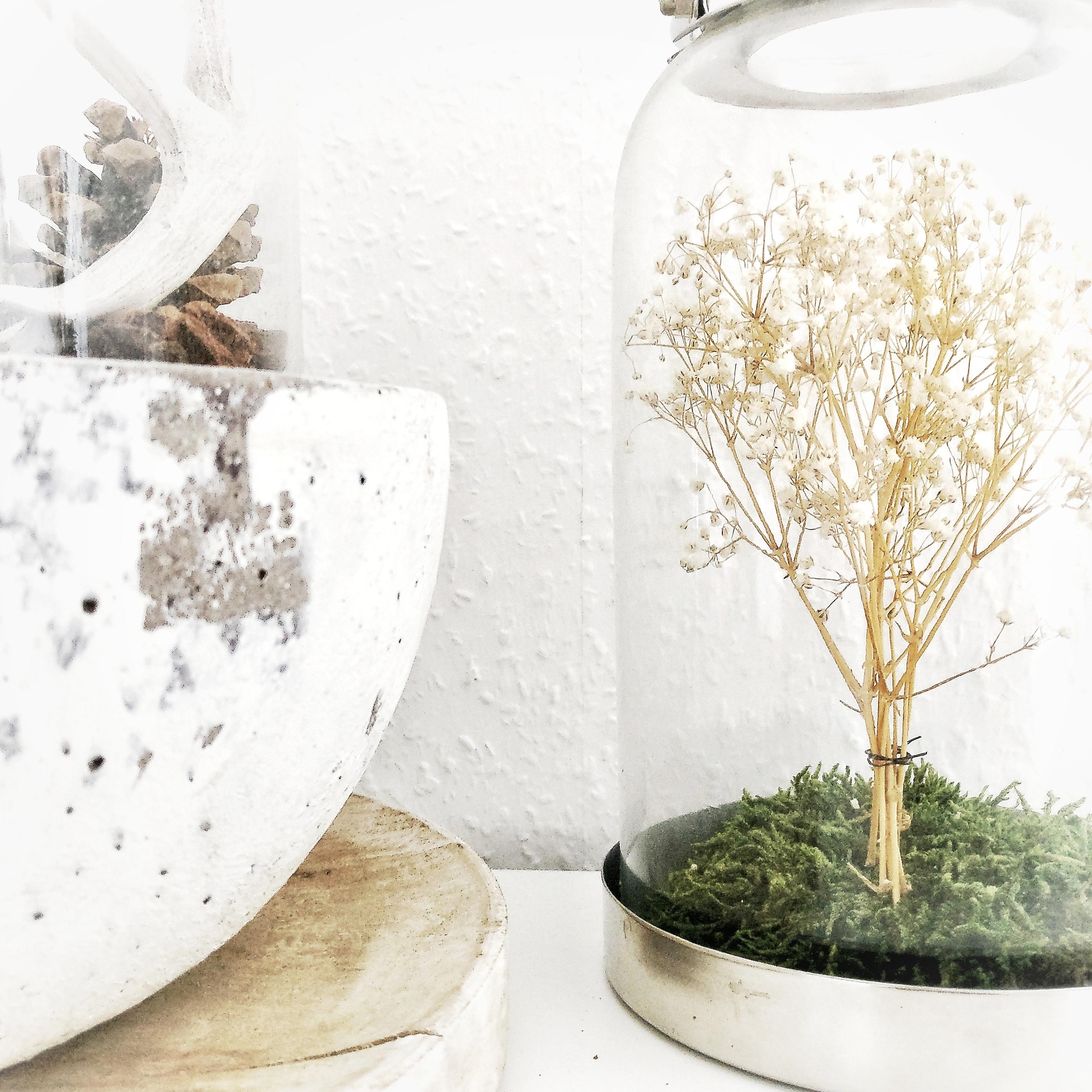 Ein kleines DIY aus Schleierkraut - mein kleiner 'indoor-Baum'

#diy #decor #schleierkraut 