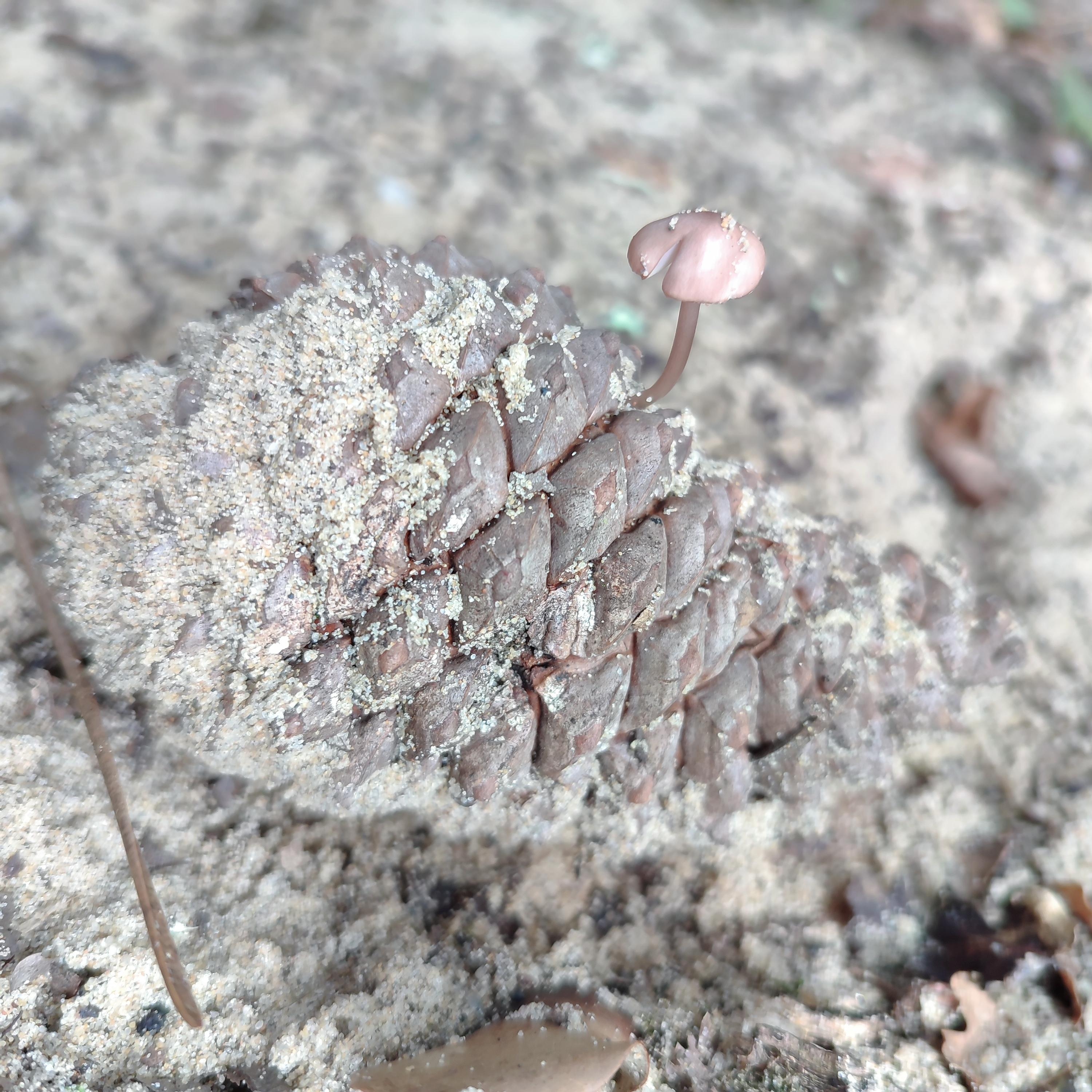 Ein kleines Wunder, leben entsteht überall❤️
#soulacsurmer# #pinienwald# #pilz# 