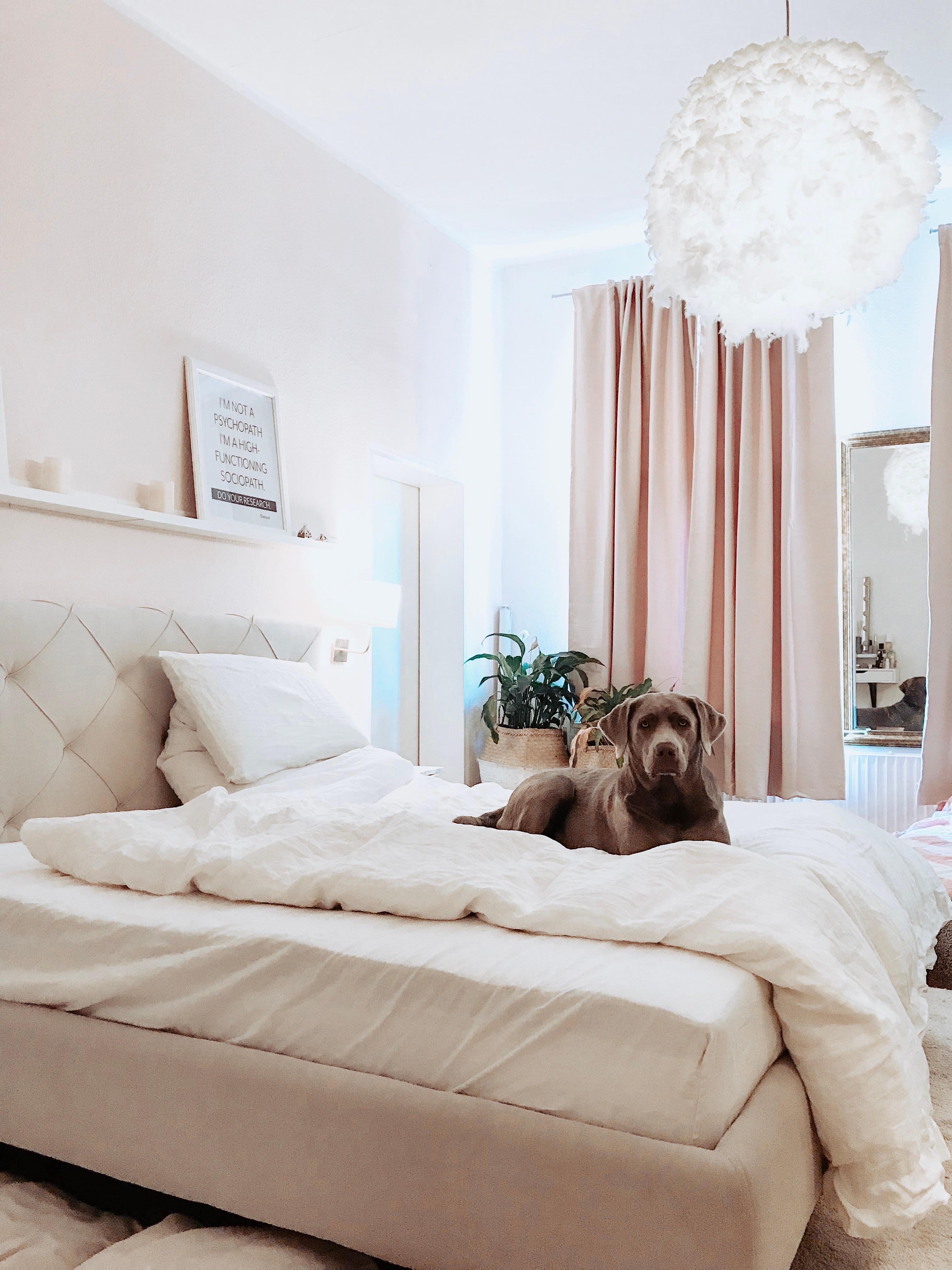 „Ein Mal das Ganze Bett nur für sich haben. Das wäre es doch.“, denkt sich der Hund. 